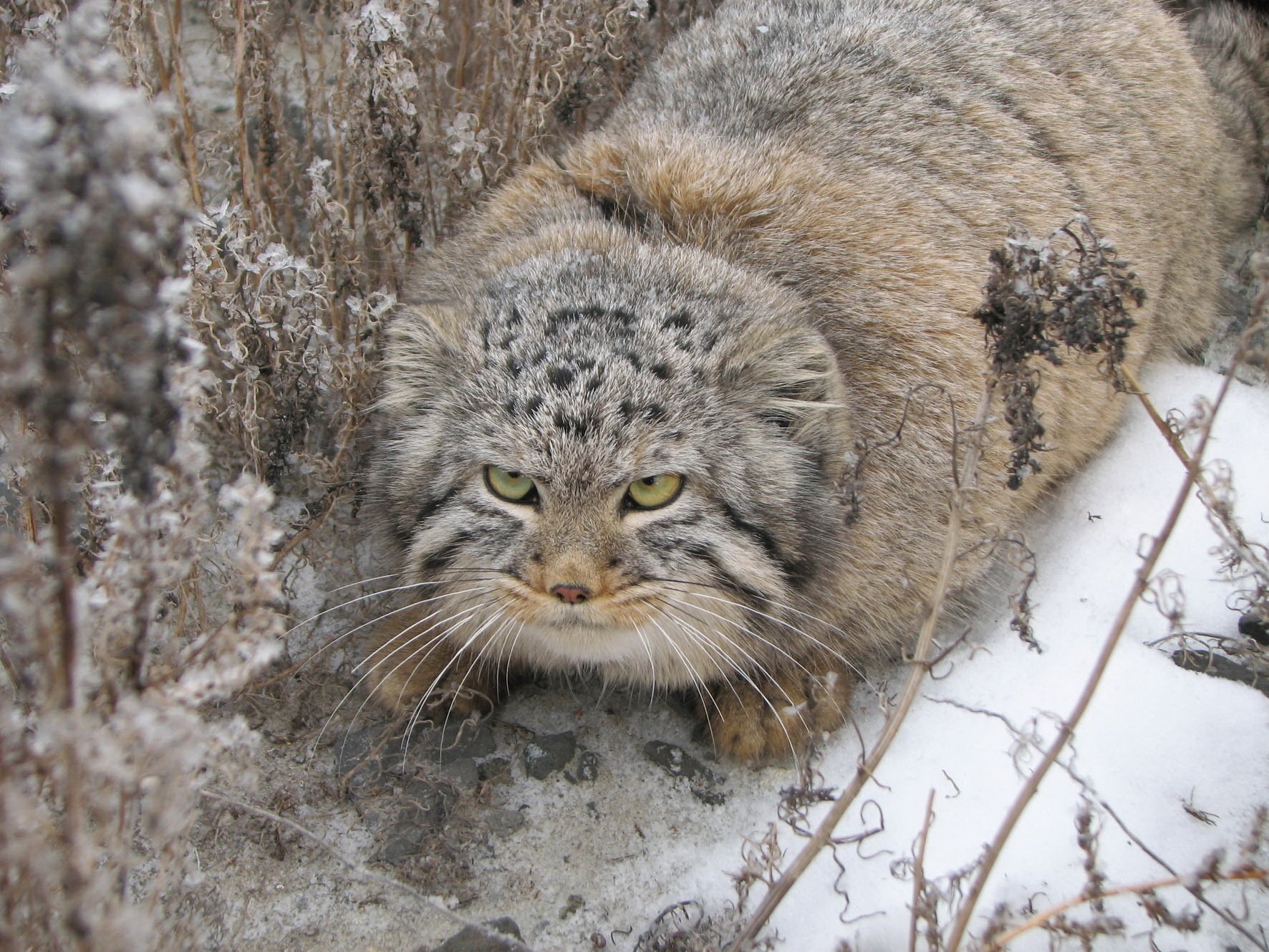 manteau de fourrure chaud famille de chat en colère animaux regard yeux