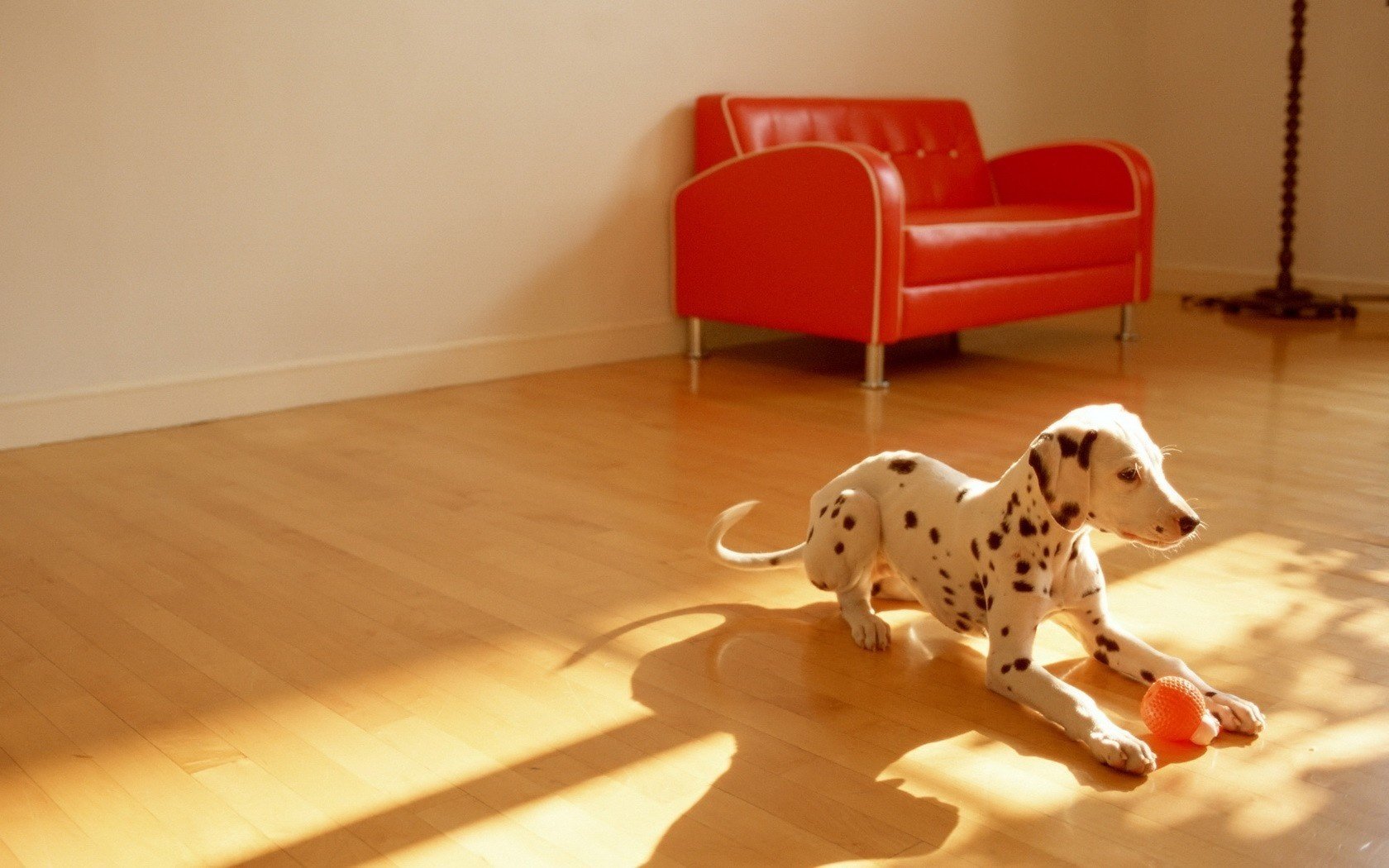 the dog with spots the game the ball dalmatians dogs puppie