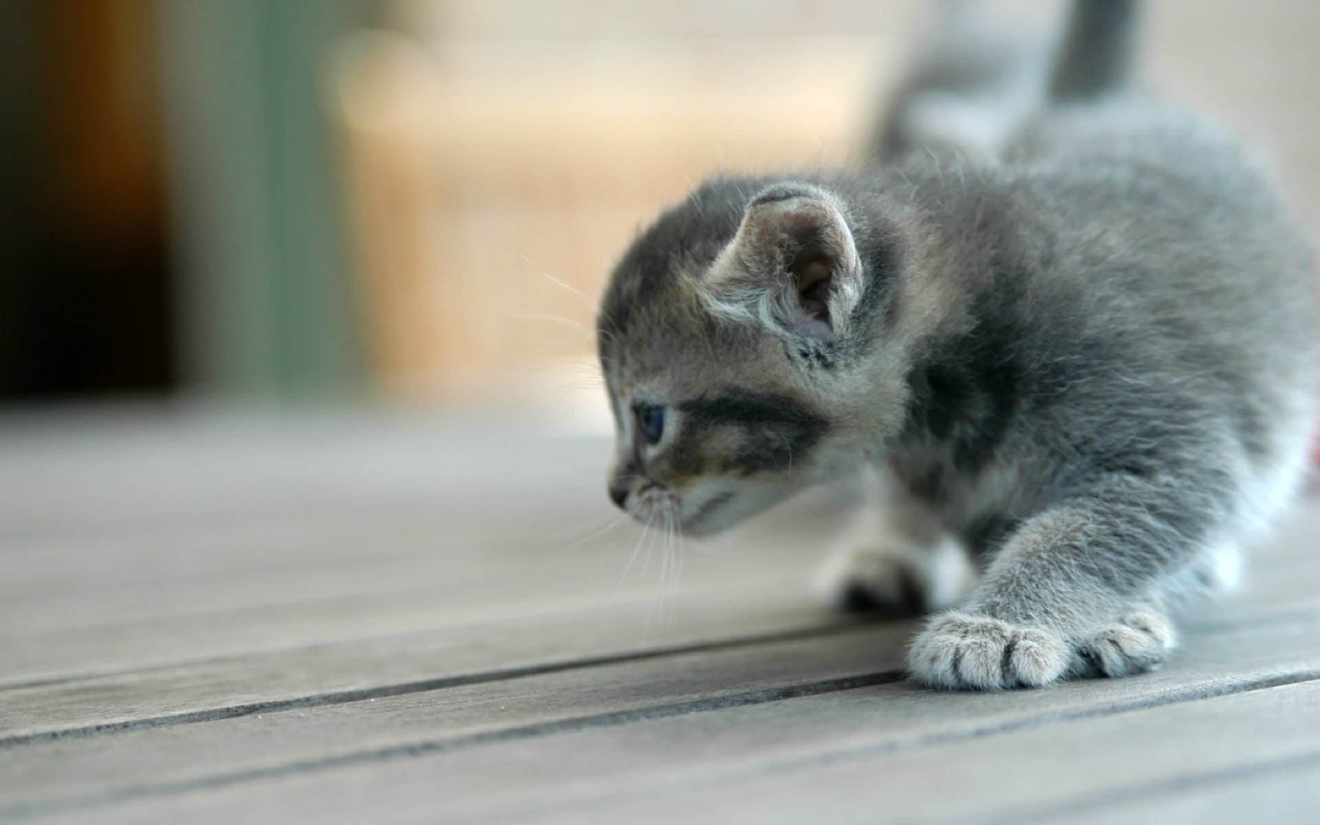 gato pequeño se escabulle orejas animales gatitos felinos