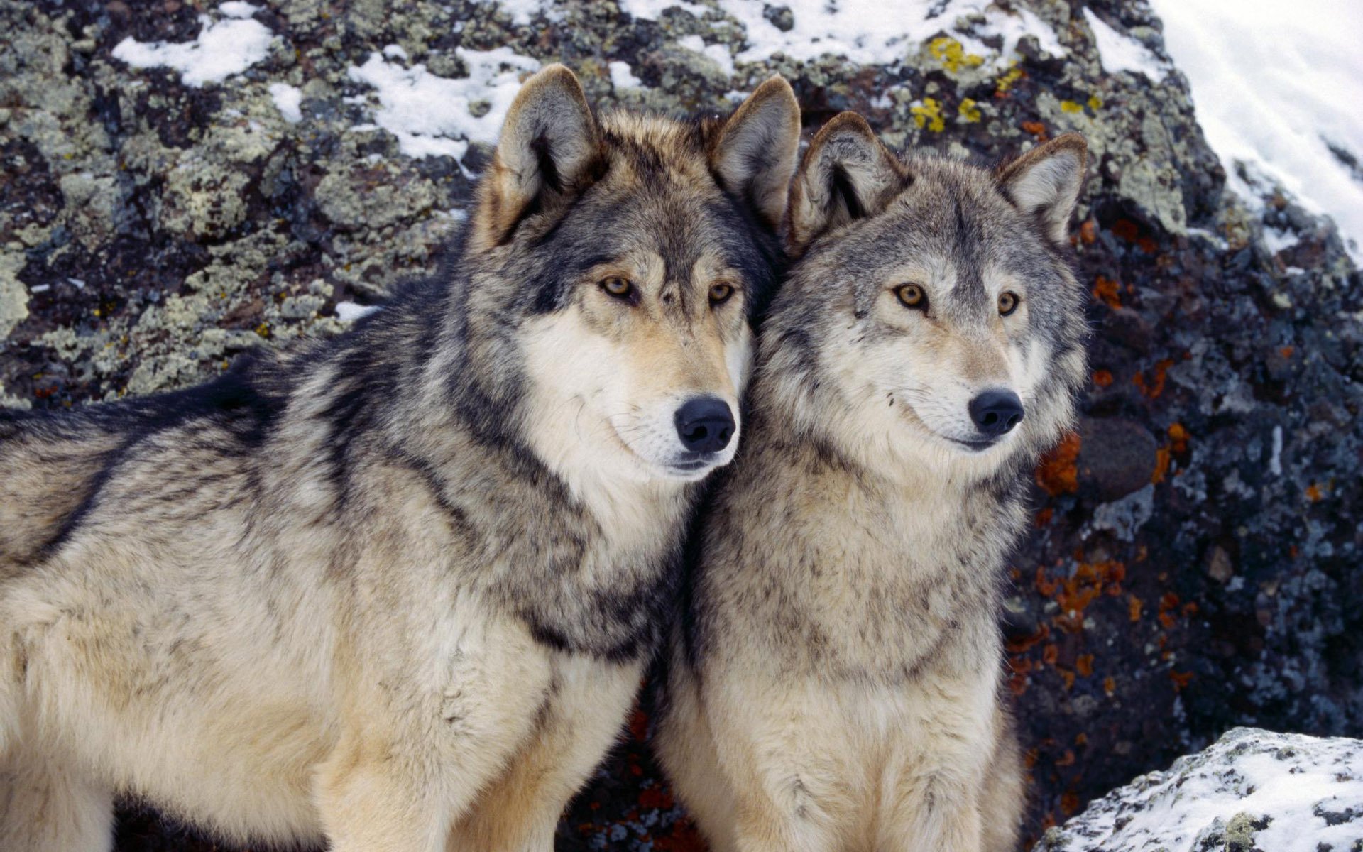 winter gray wolves couple wolves look joy winter snow animals stone