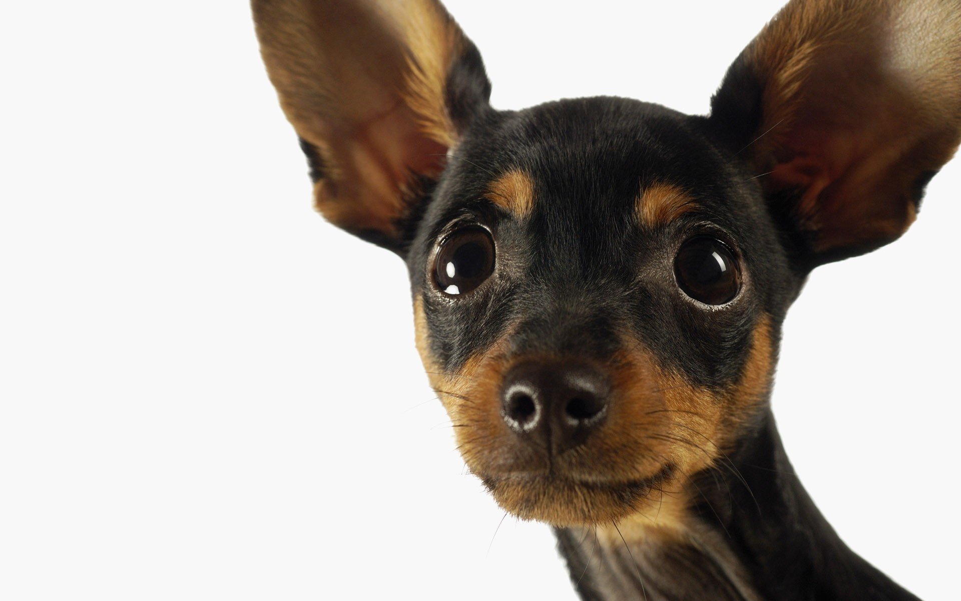 oh gefangen ohrenbetäubender kleiner hunde welpen blick