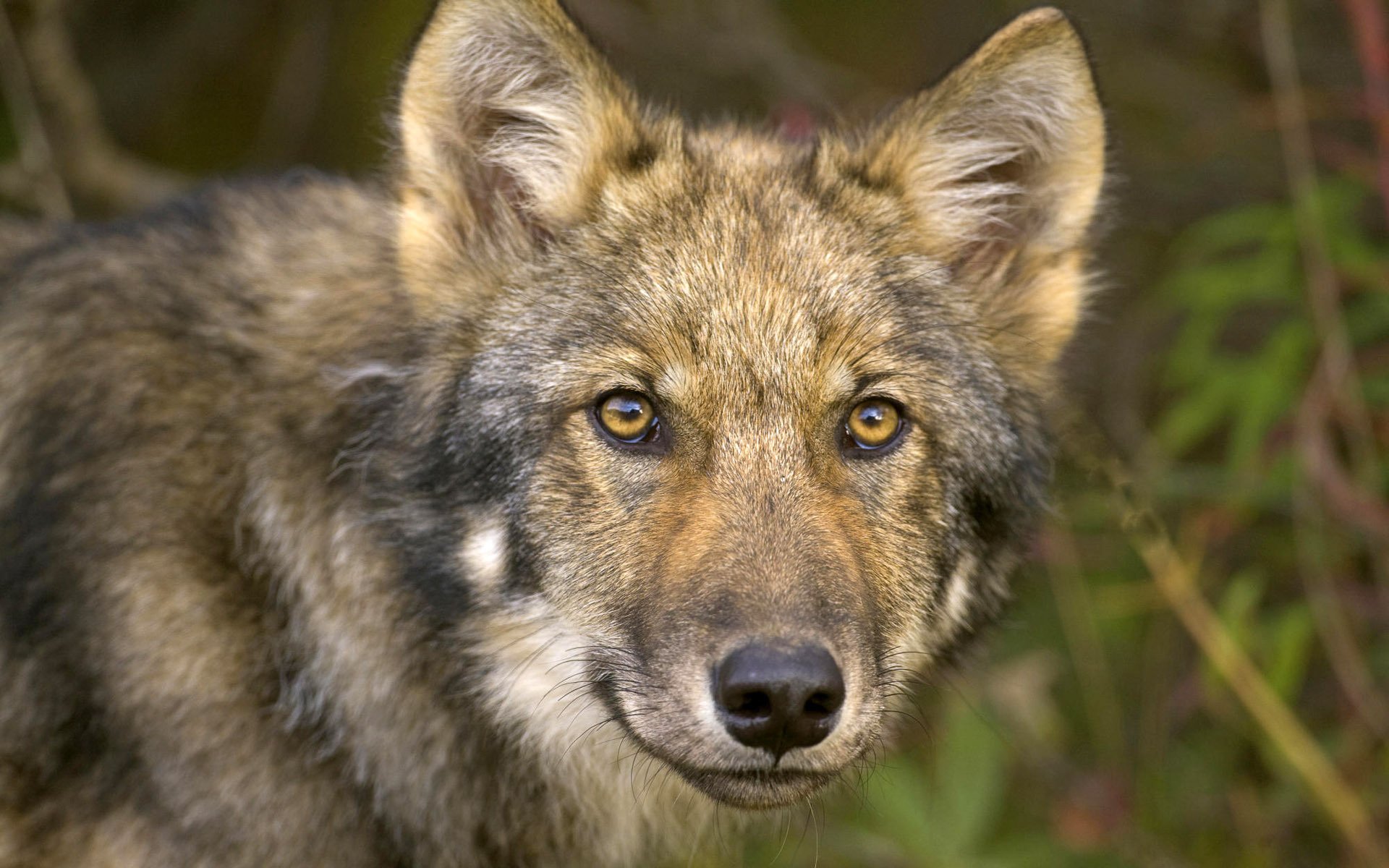 bec noir yeux loup regard