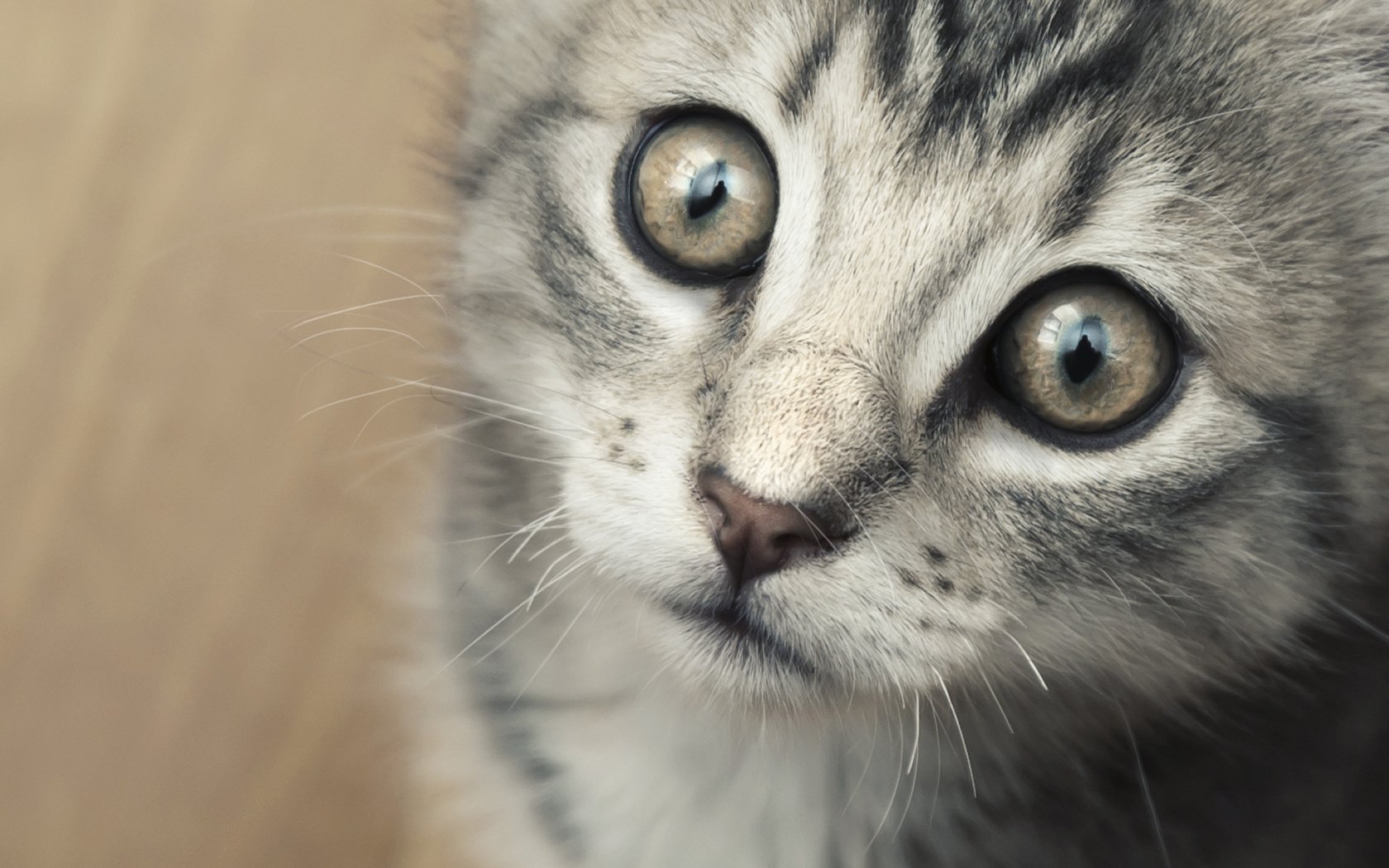 création sans défense gris chat animaux vue chatons félin yeux gros plan