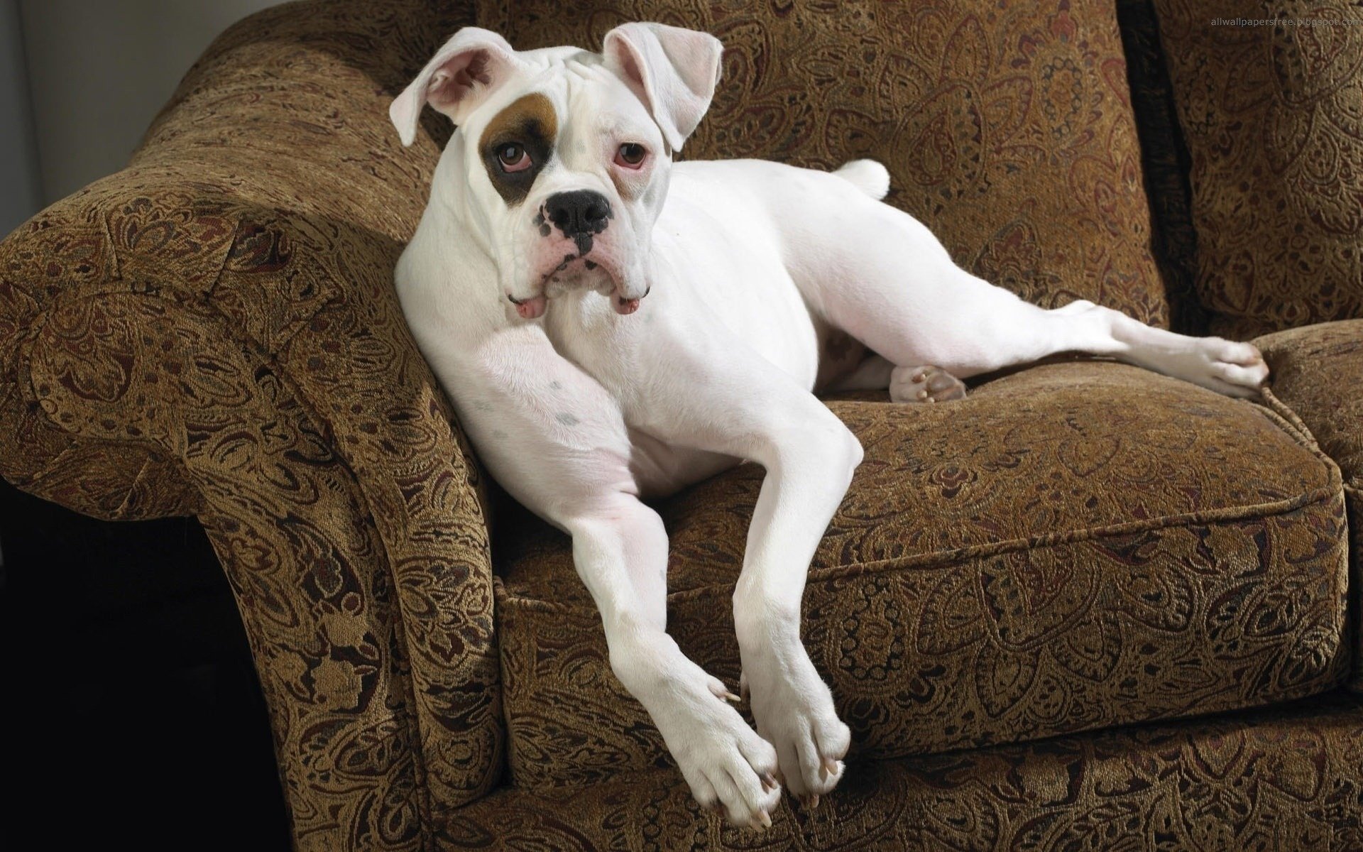 muso opaco cane bianco divano cani vista