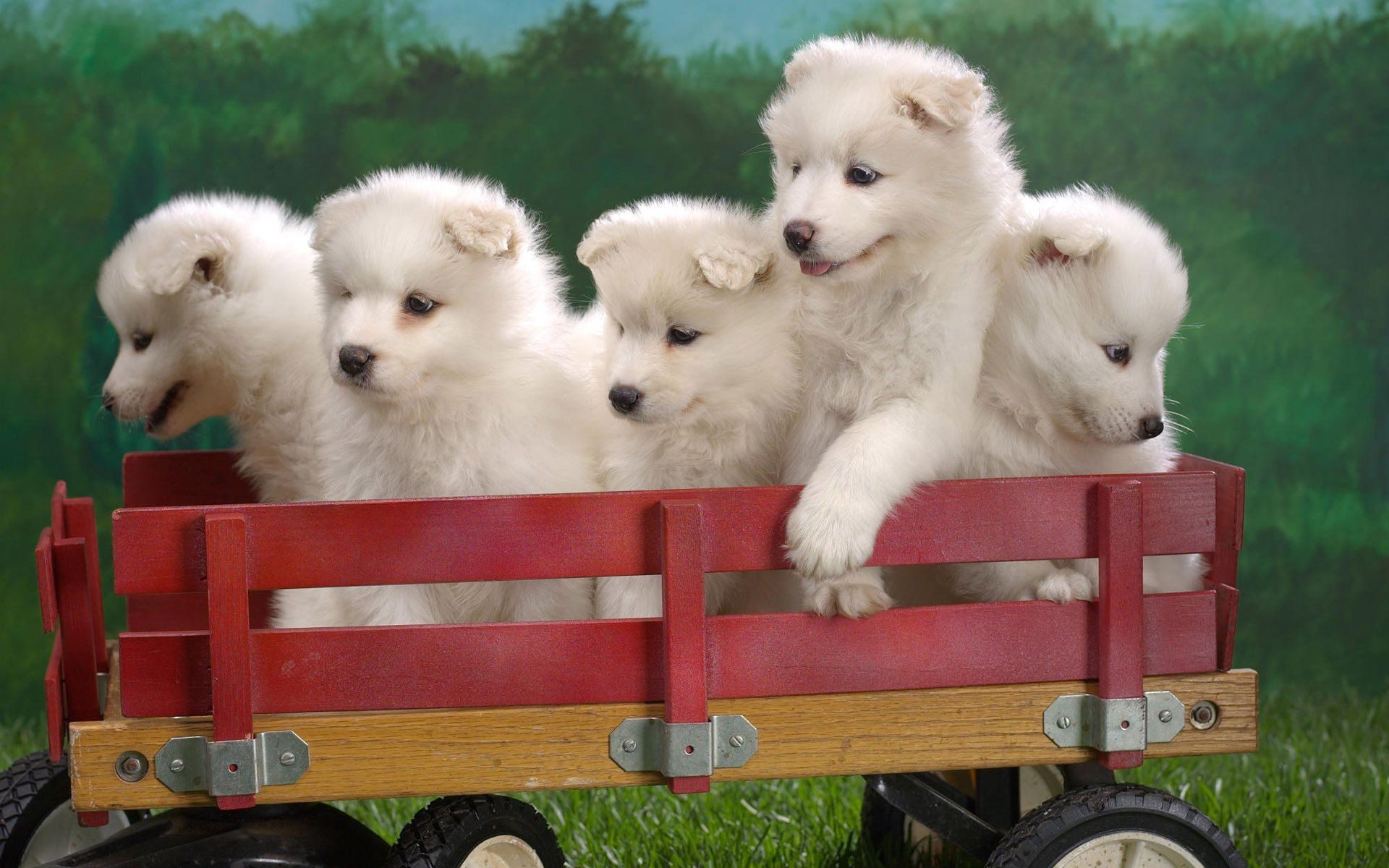 white puppies the trailer toy dogs puppie