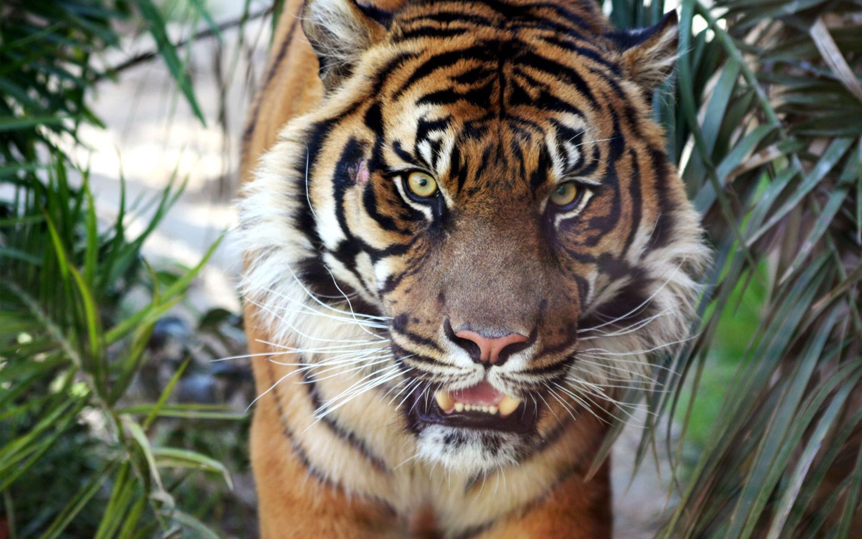 tiger wildlife roar animals predators look cat eye