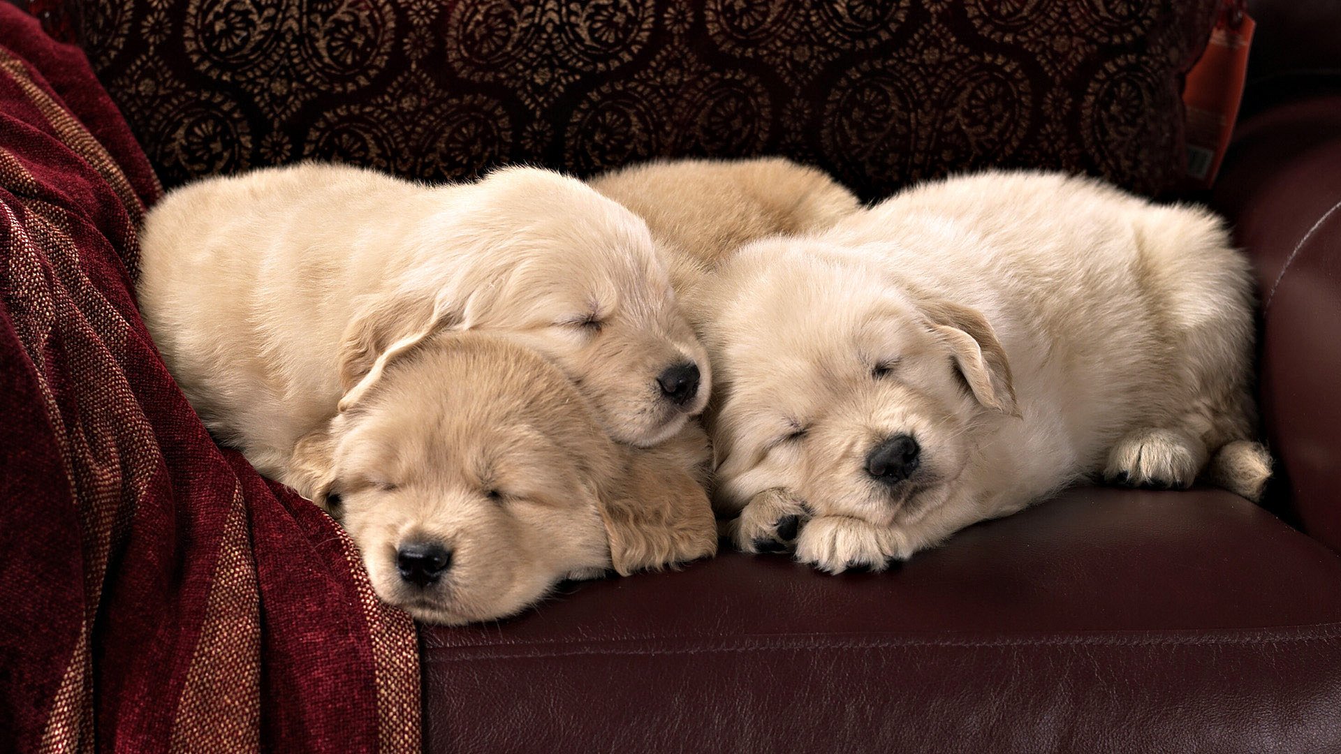 preciosa infancia migas blancas cachorros perros sueño