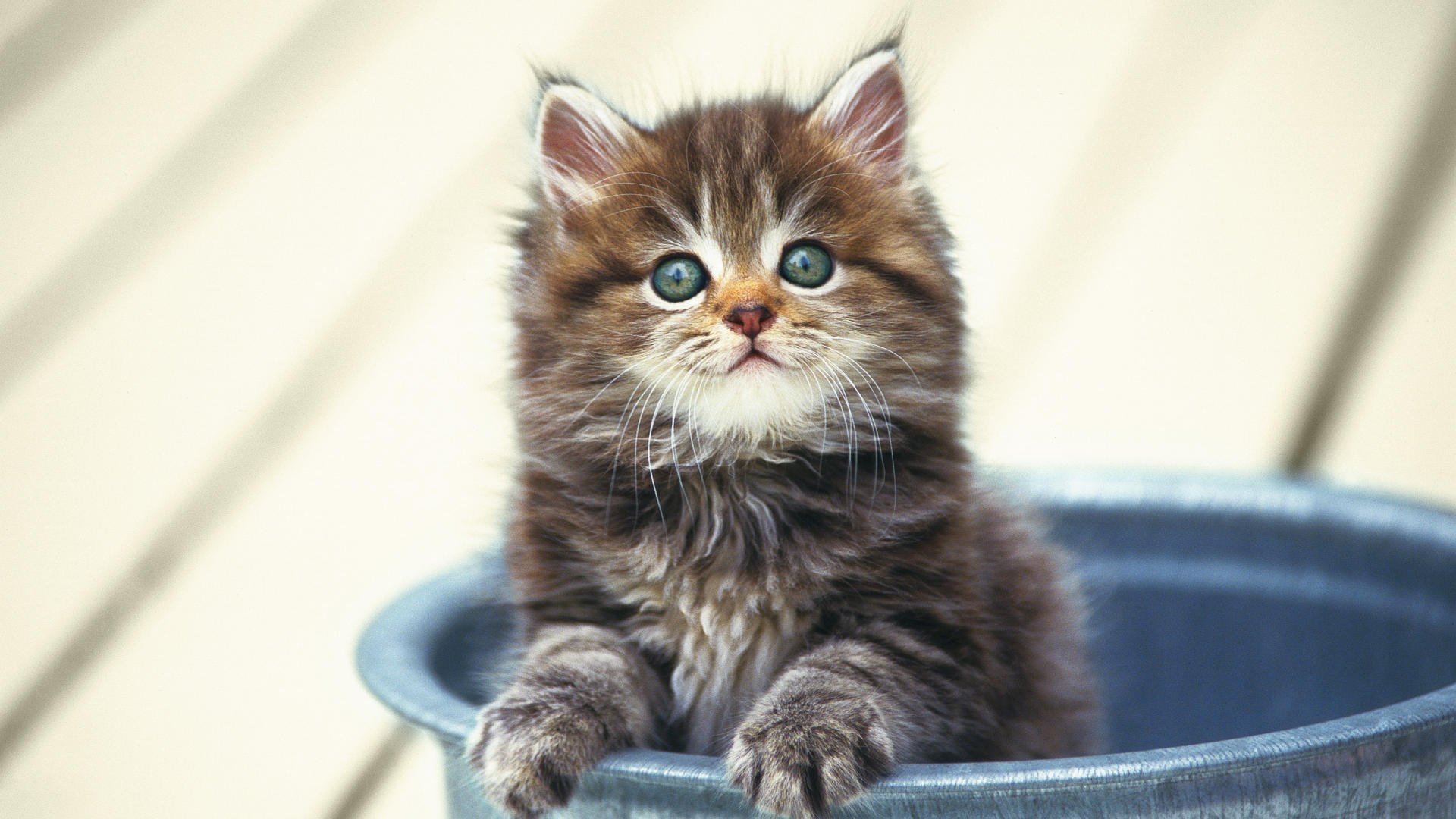 eimer flaum kätzchen tiere blick katze augen