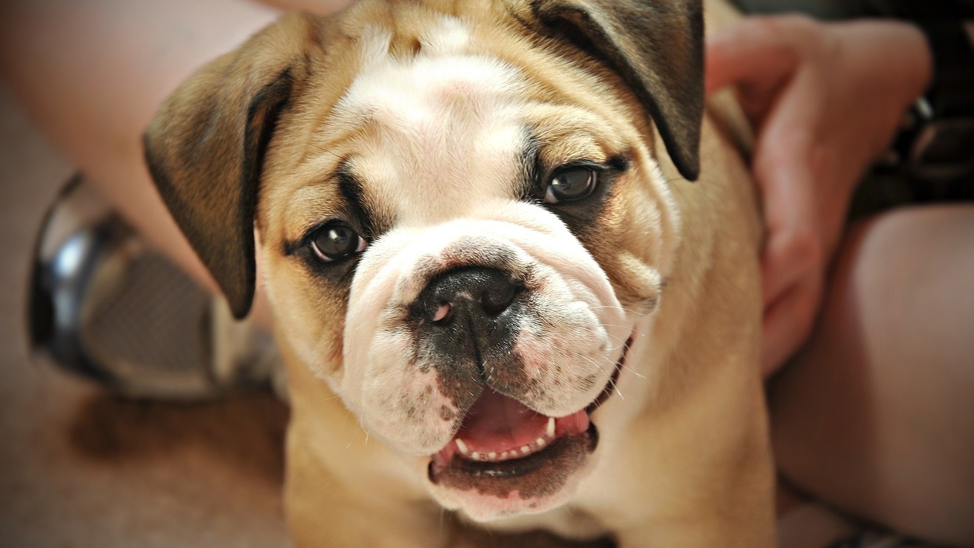 perrito sonrisa linda amabilidad bulldog perros mirada inglés