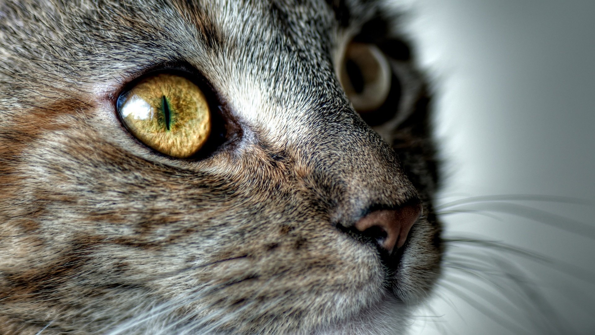 katzen katze schnauze schnurrbart tiere blick katze augen makro