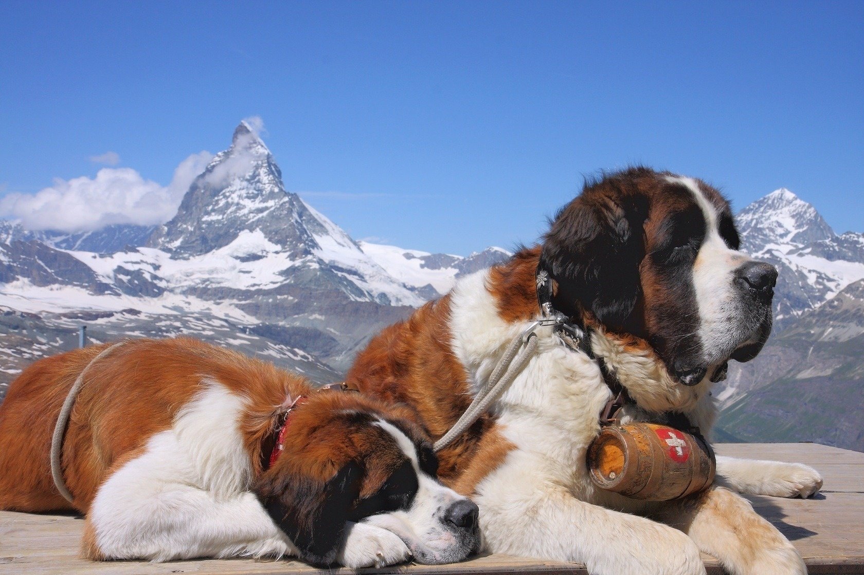 chien médecin montagne hiver saint bernard chiens