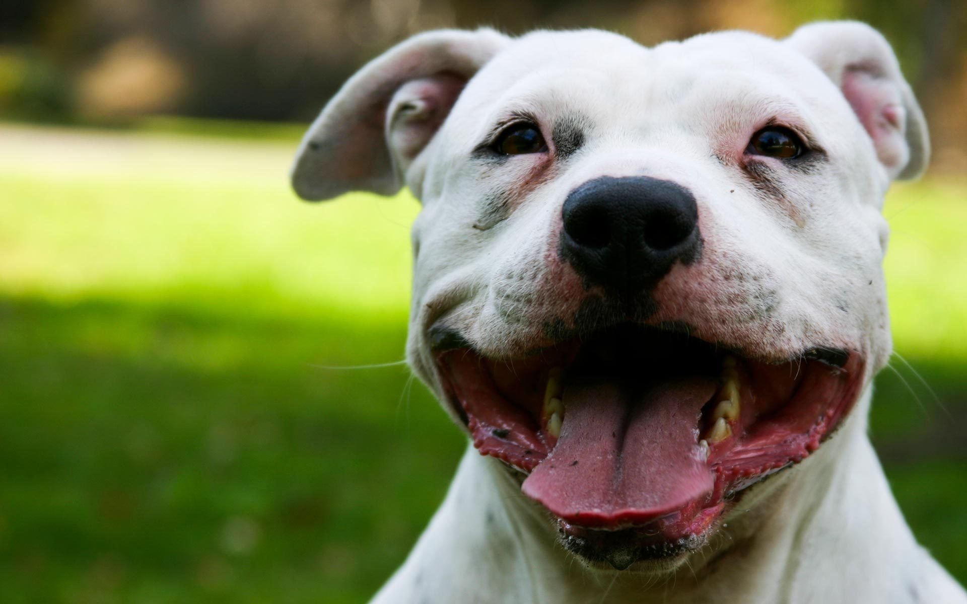 sourire visage satisfait chien blanc chiens