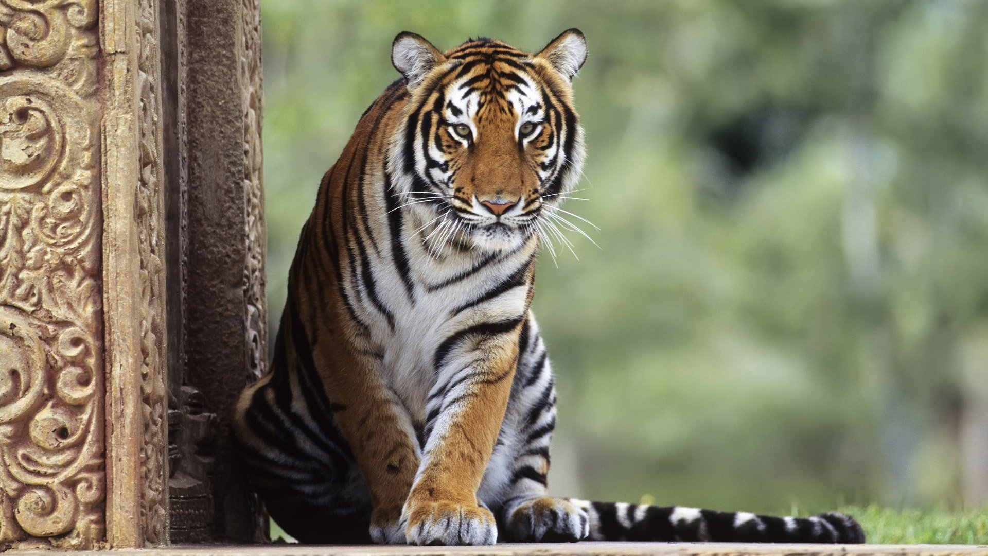 gestreiftes tier grüns schwanz tiere raubtiere blick katze augen