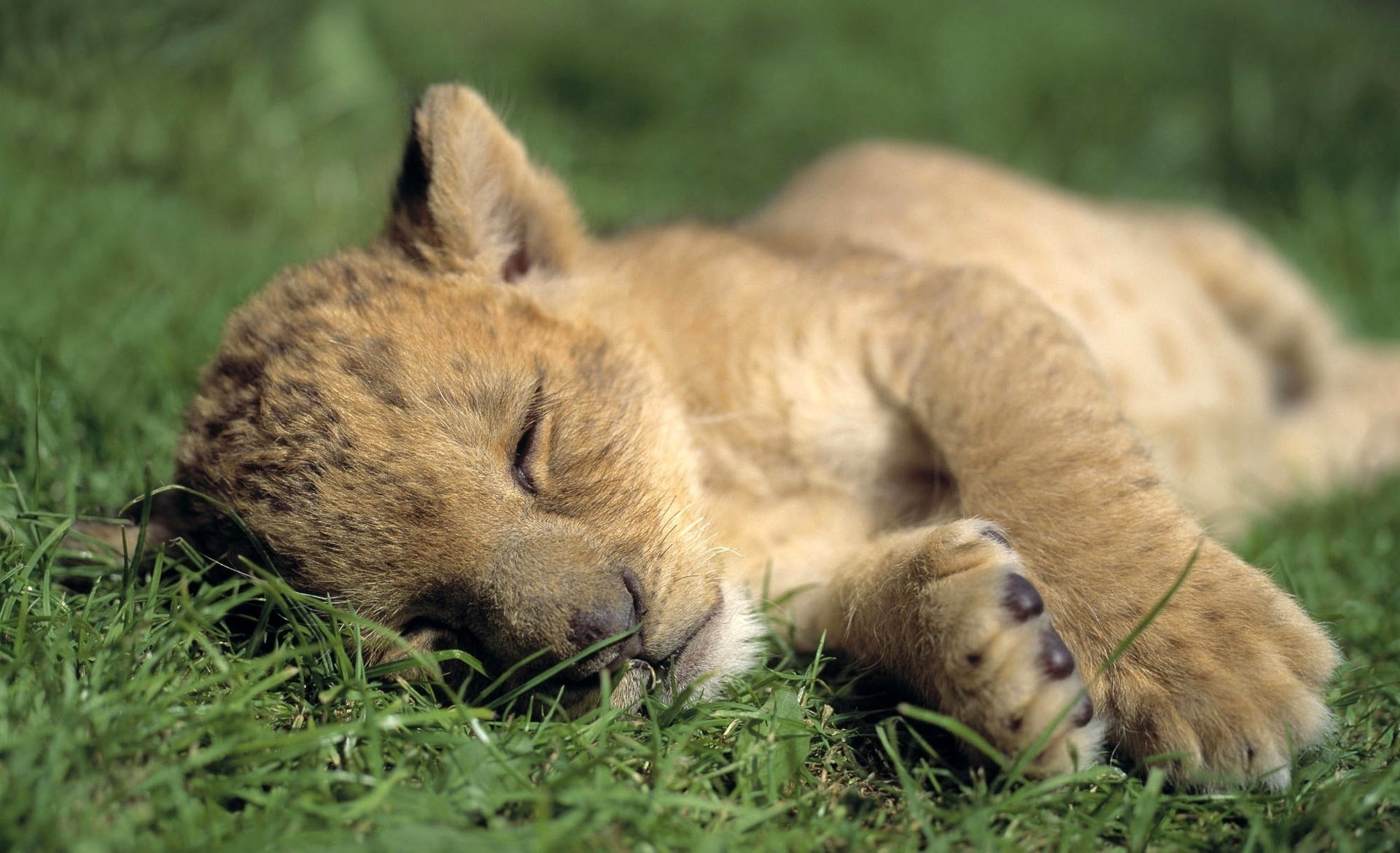 erba sonno cucciolo di leone riposo animali predatori felini