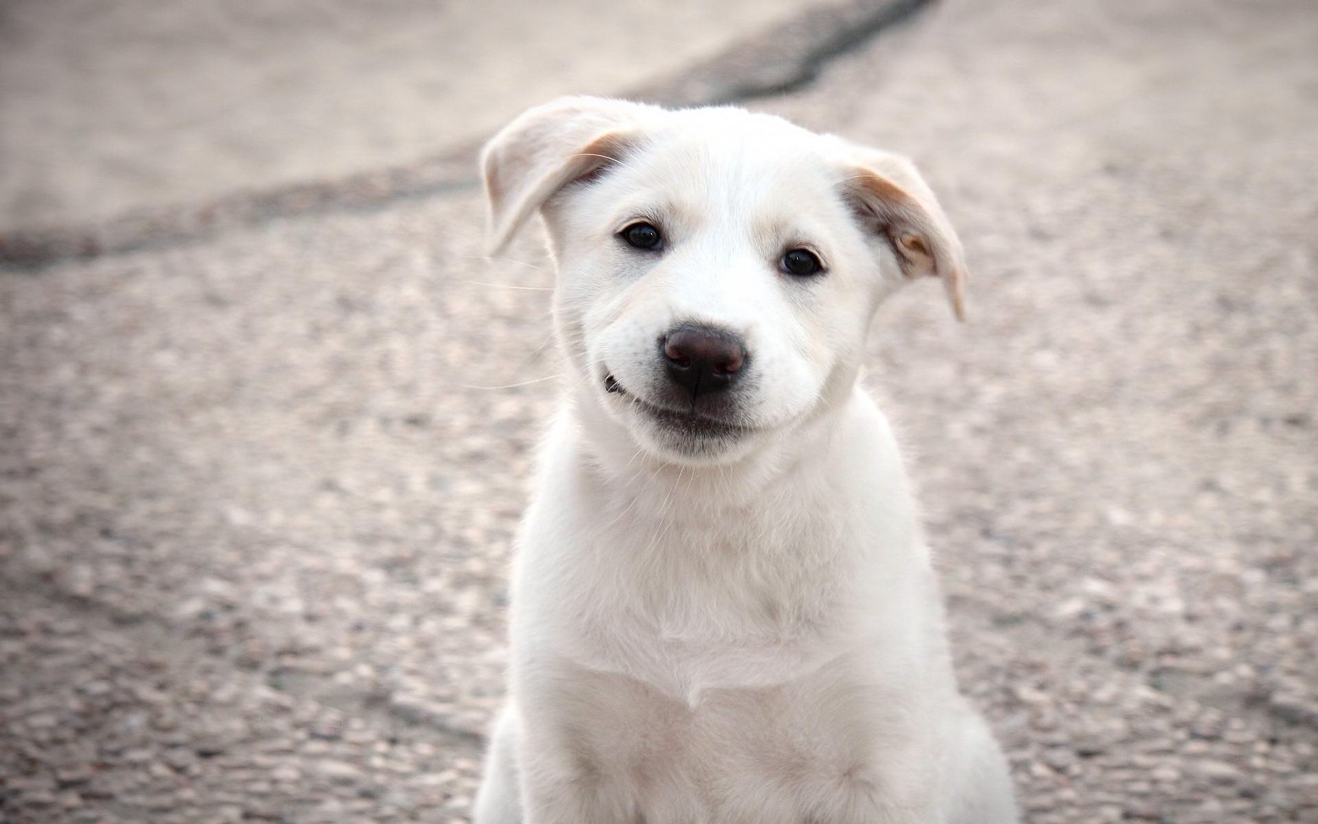 orejas colgantes sonrisa perro blanco perros cachorros mirada sonrisa blanco animales ojos hocico