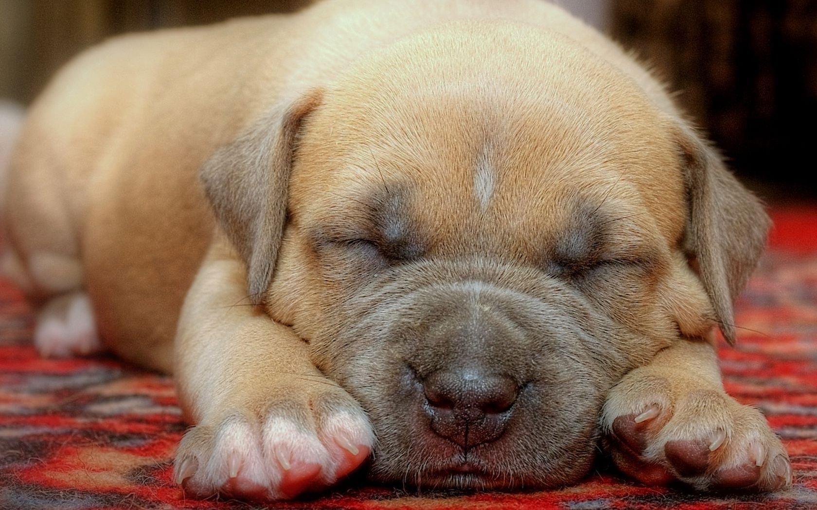 piel beige sueño del bebé cachorro perros sueño