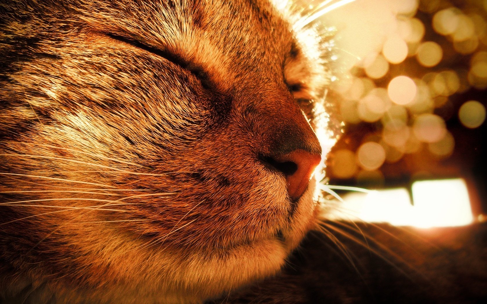 gatto ronzio raggi di sole animali sonno felino macro