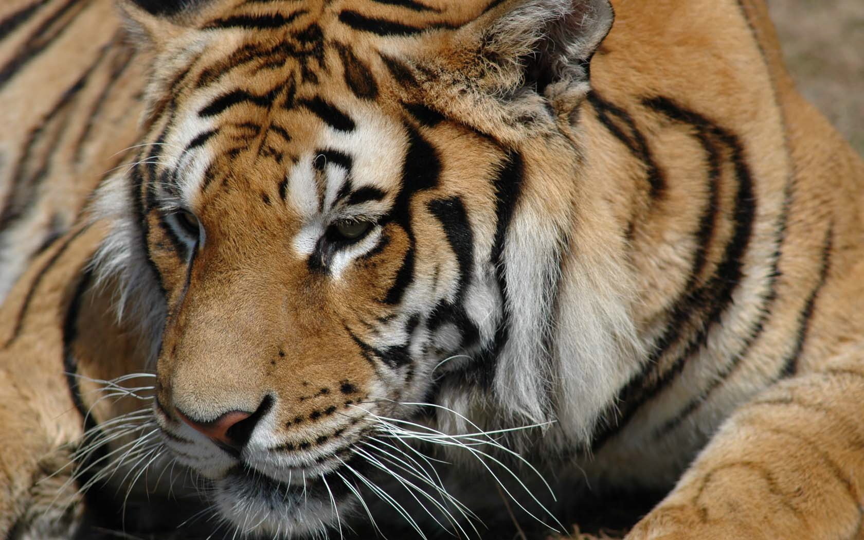 yeux redoutables tigre personne importante animaux prédateurs félins regard