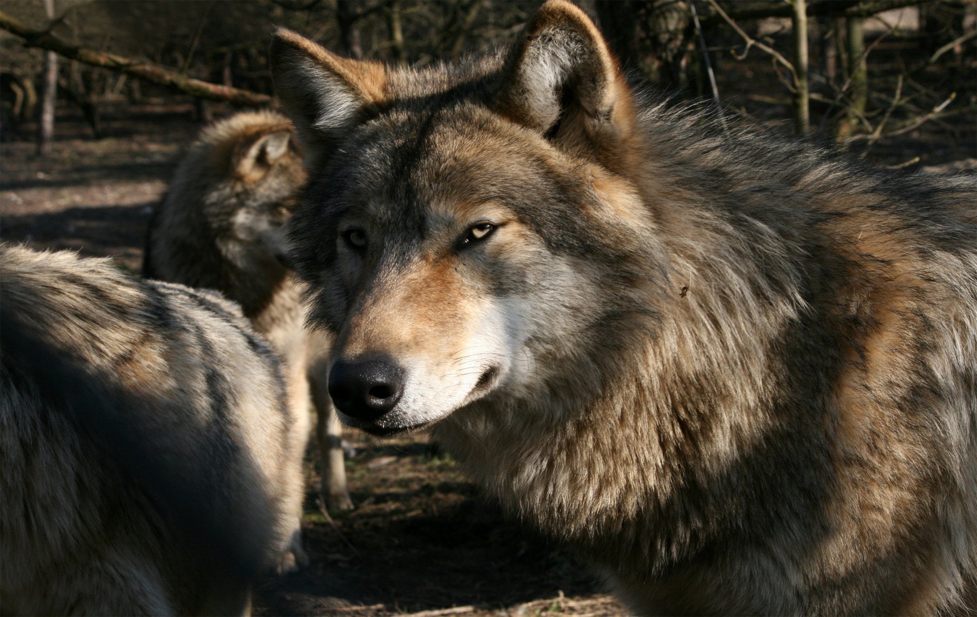 wolves a closer look nature look