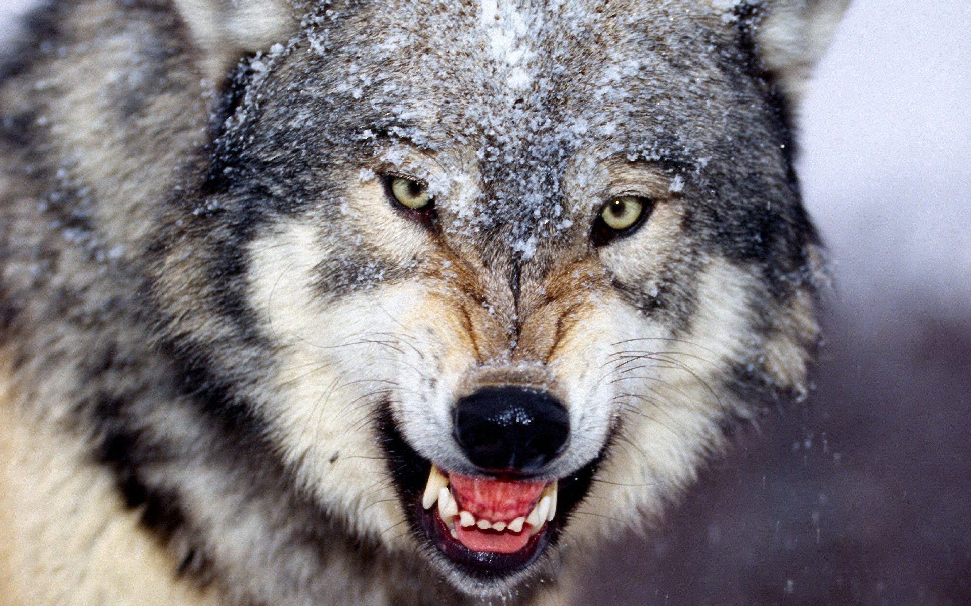 grey wolf anger grin wolves look