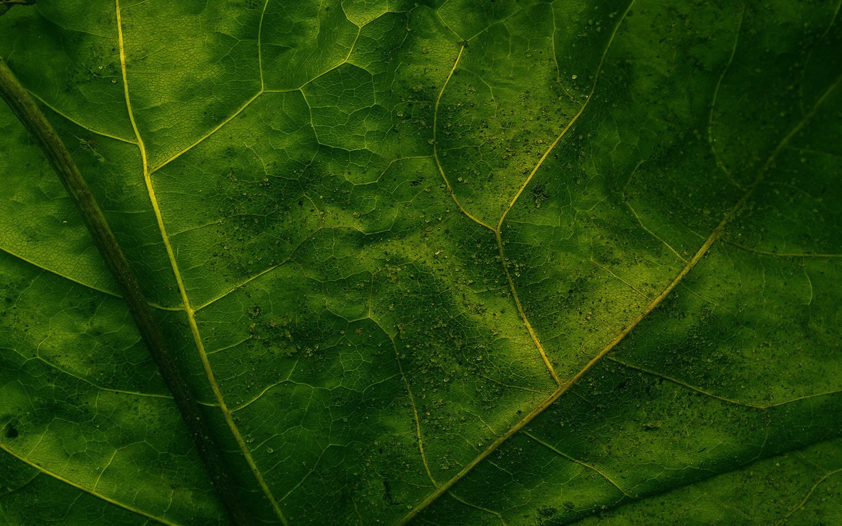 full of green veins leaf