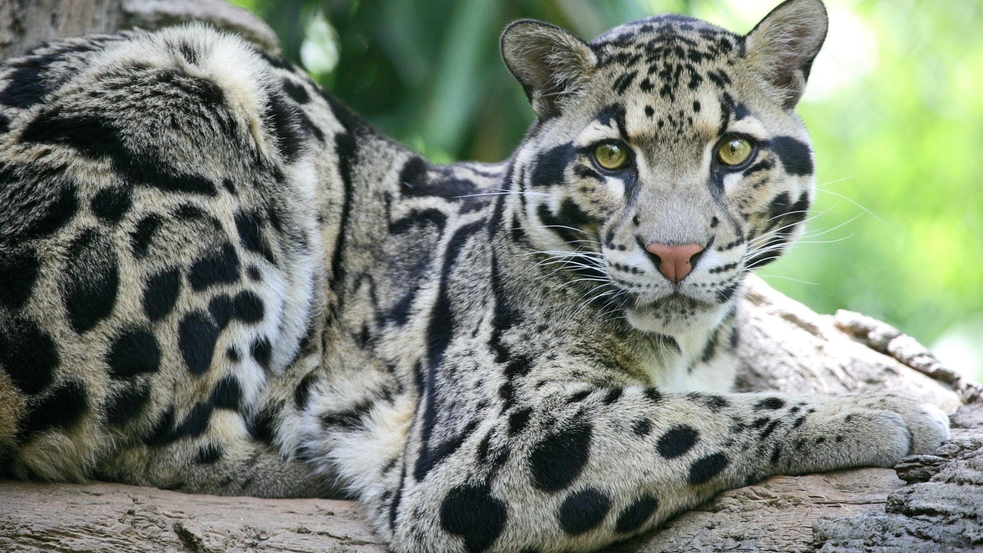 assis sur un arbre chat sauvage yeux verts animaux prédateurs vue félin yeux