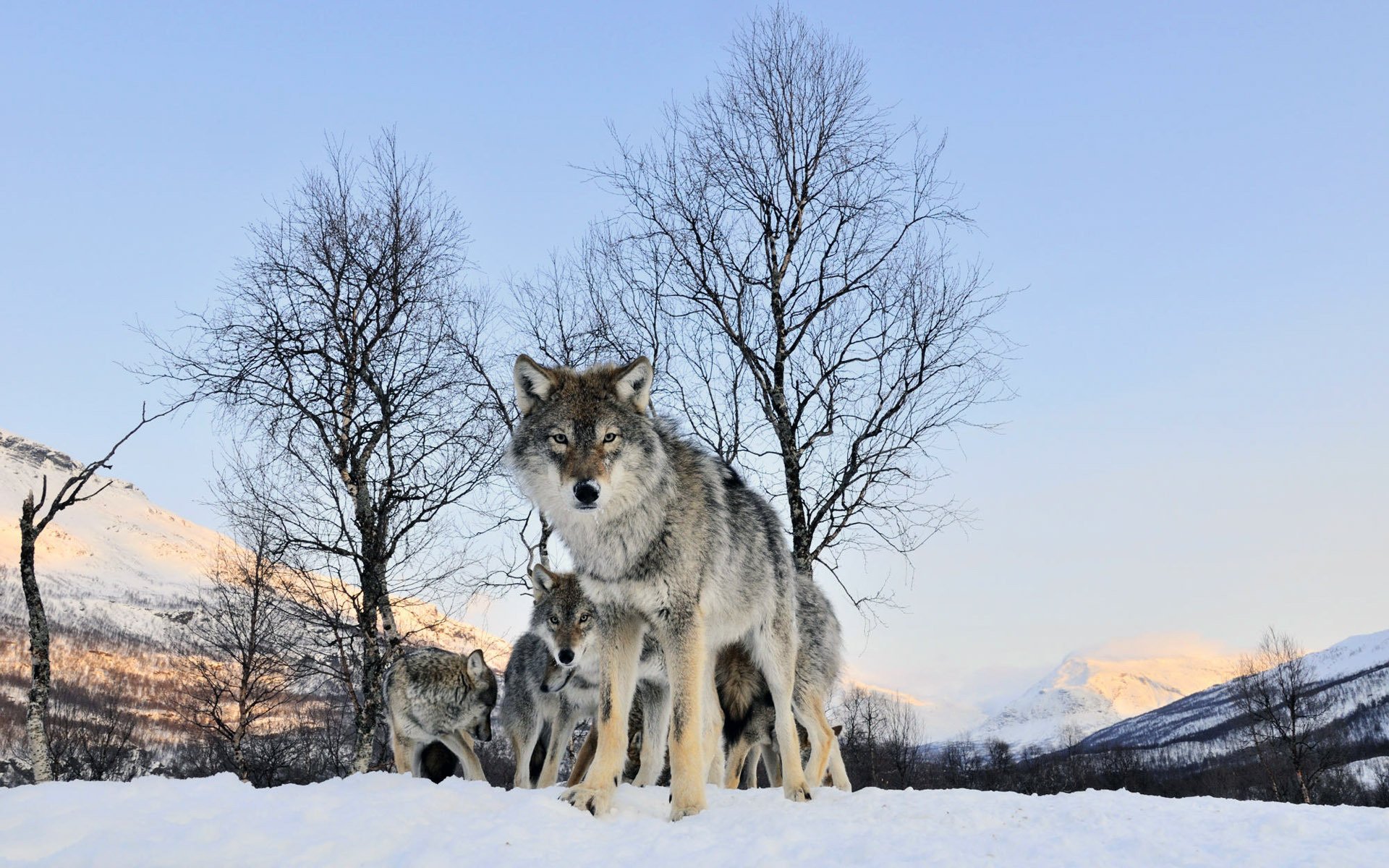 hiver troupeau de loups vue au loin loups vue neige