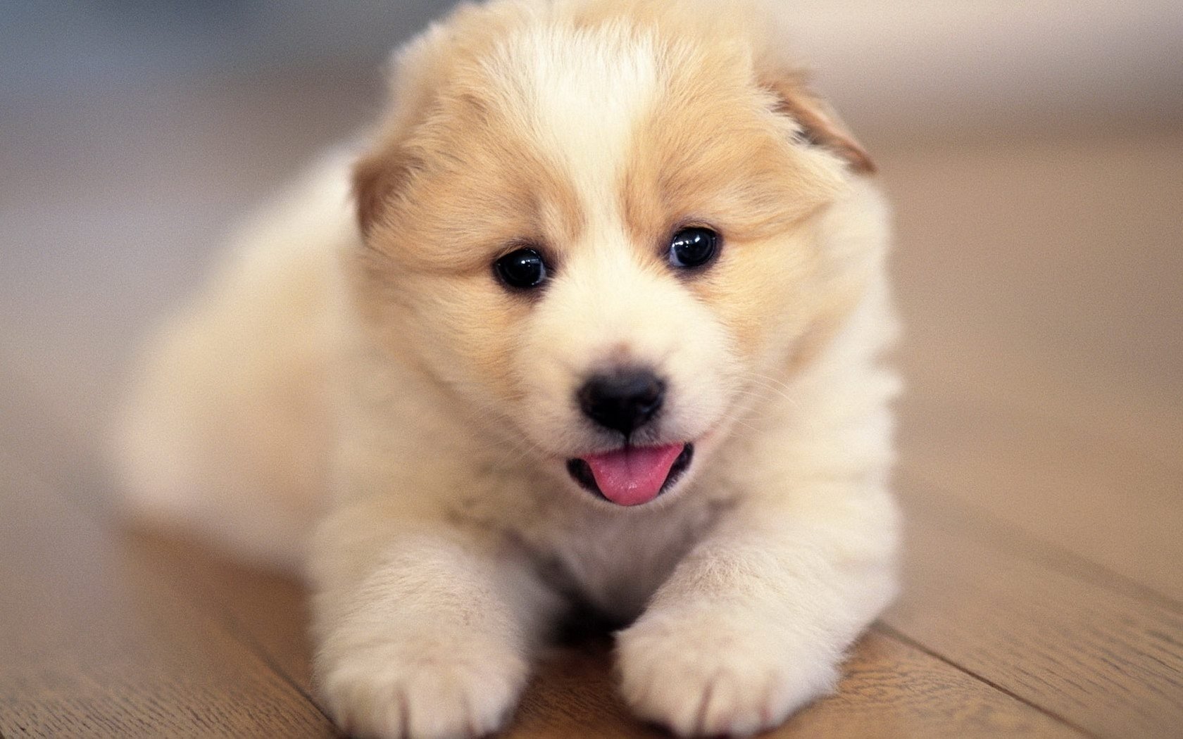 faccia sveglia bianco cucciolo cani sguardo