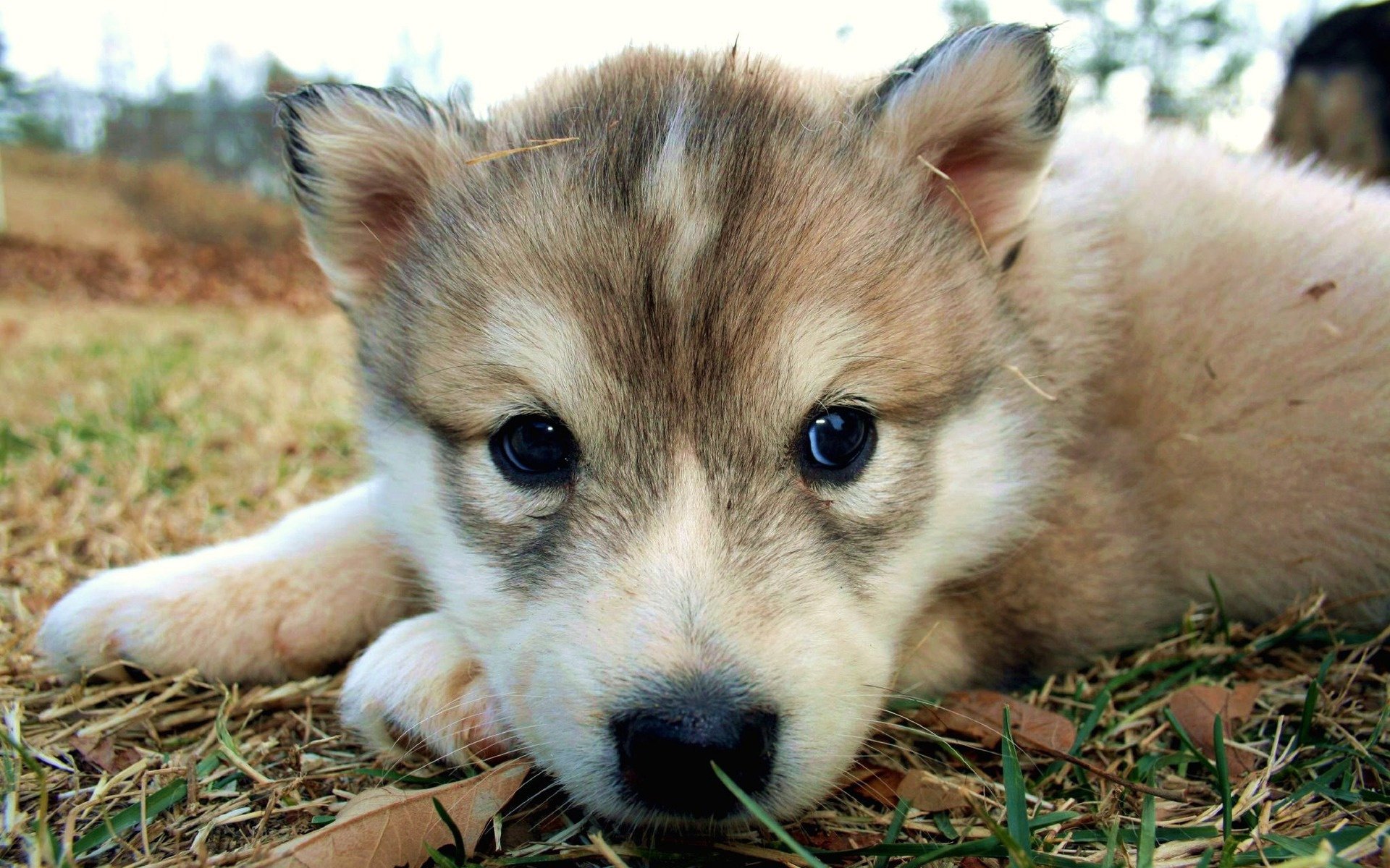 a ball of wool bright color pretty eyes dogs puppies look