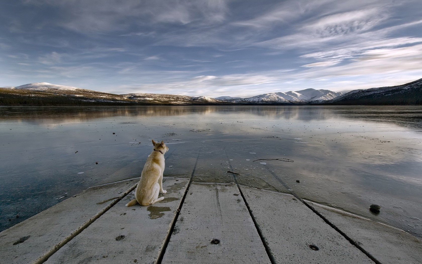 muelle agua perro vista a la distancia perros cielo montañas