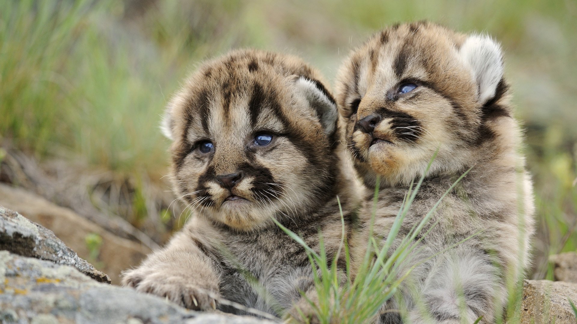 tigres criaturas rayadas hierba animales depredadores mirada felino ojos dúo