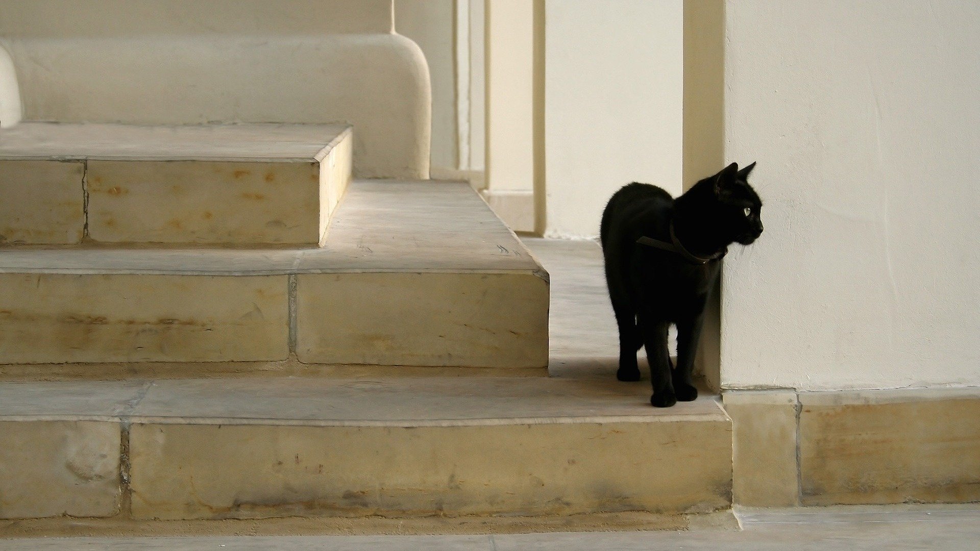 escalier tuile chat noir animaux vue félin