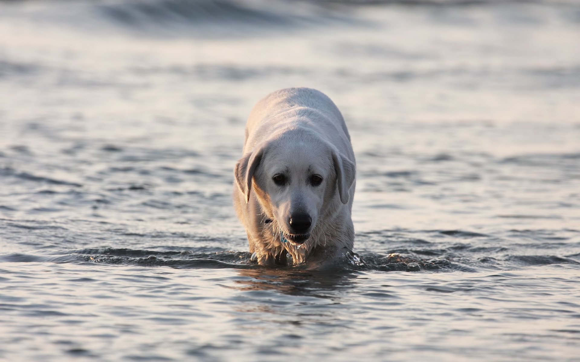 agua labrador caza perro fatiga ojos oscuros