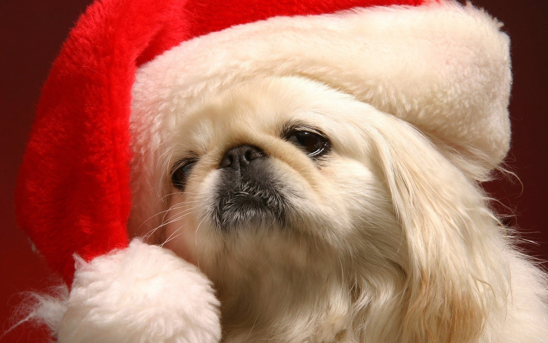 bionda capodanno cappello cani