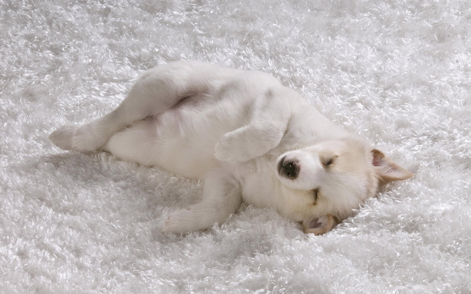 manta blanca como la nieve cachorro pelaje blanco perros sueño mentiras