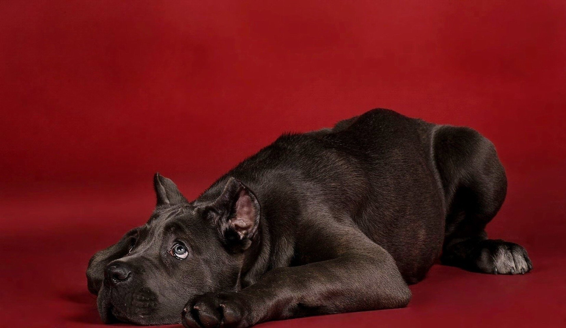 pelo brillante culpable perro negro perros mirada