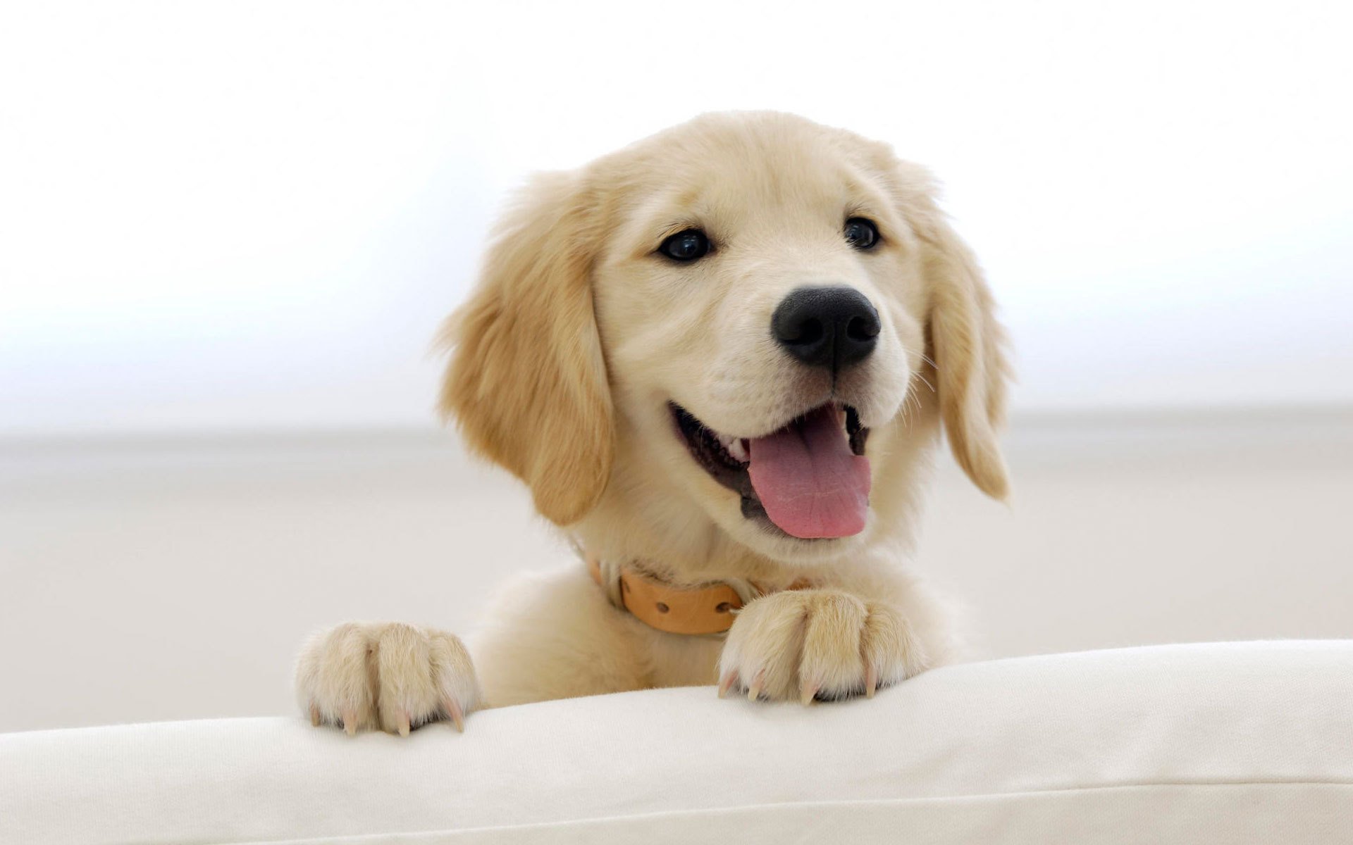 sonrisa cara contenta perro blanco perros cachorros mirada