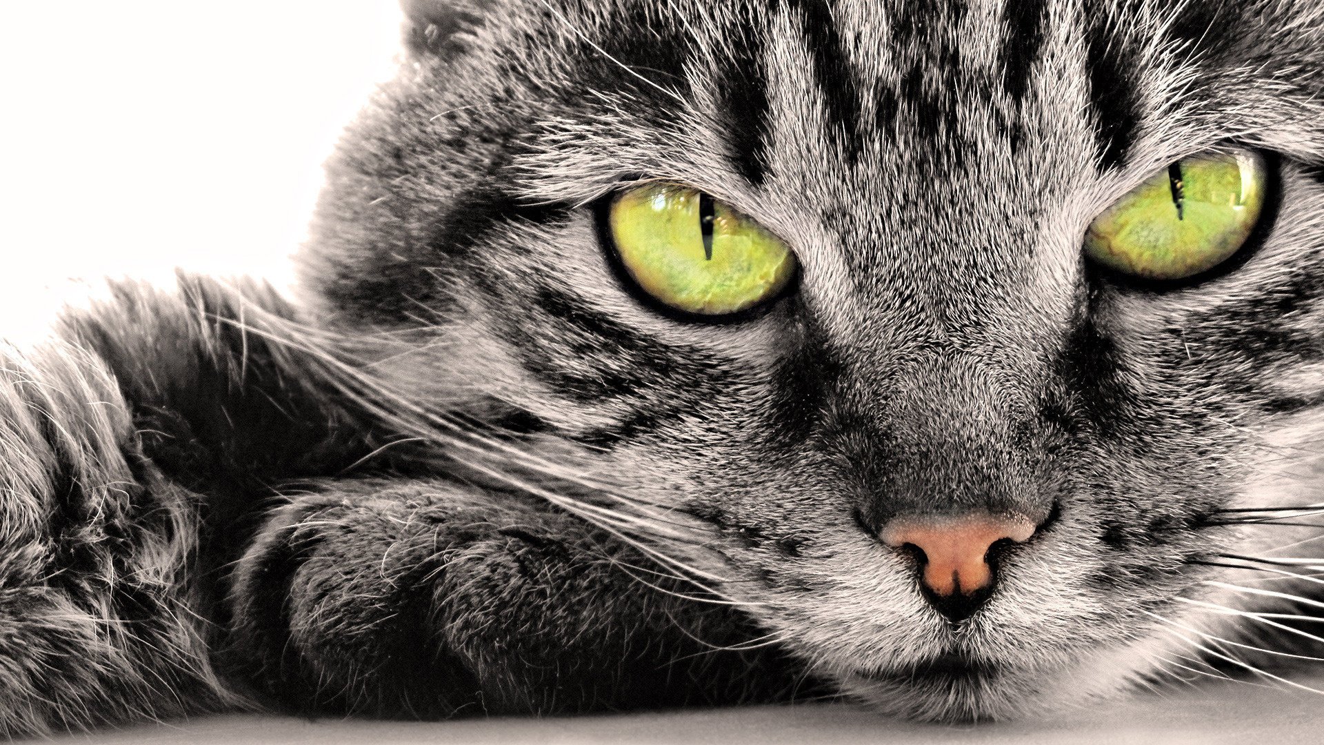 yeux jaunes laine grise museau animaux vue chat nature fond blanc yeux verts yeux nez moustache gris félin