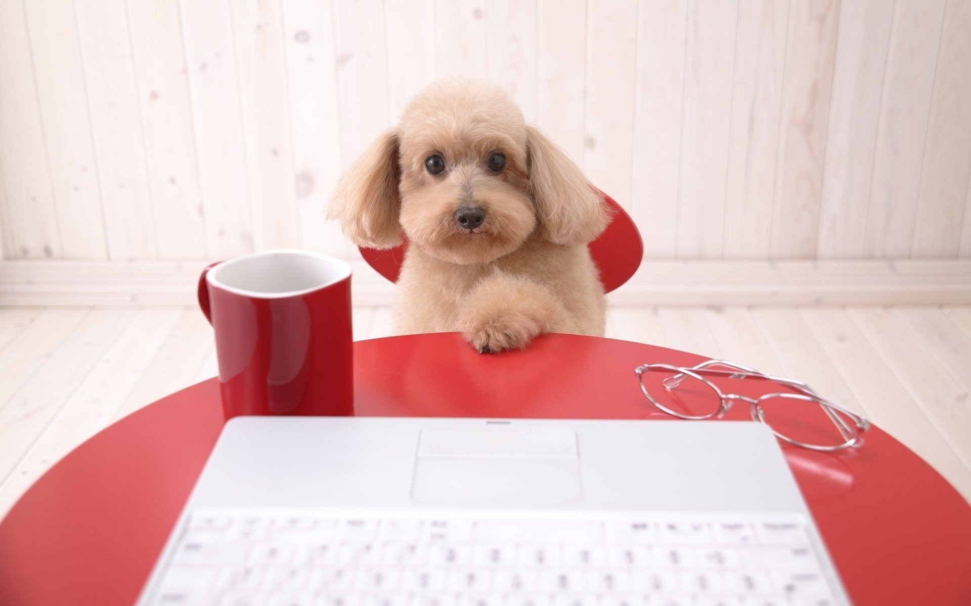 wenn eine baldige schnauze tasse brille hund hunde welpen blick ist