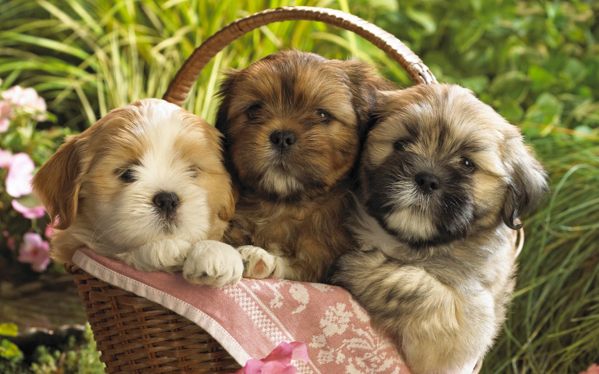 cesto para bebés peludos naturaleza perros cachorros mirada