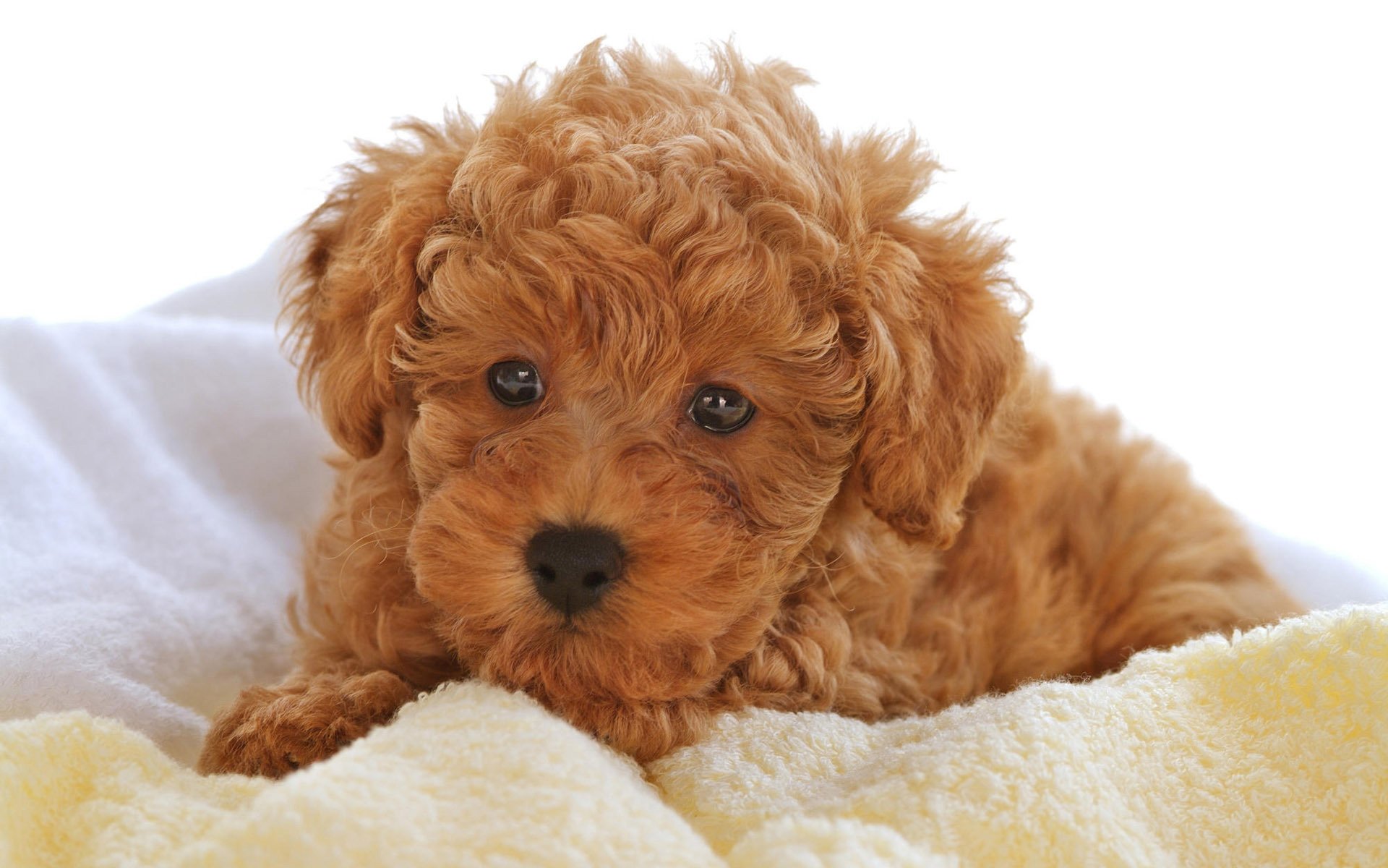 chiot bouclé enfant en bas âge couverture légère chiens chiots regard