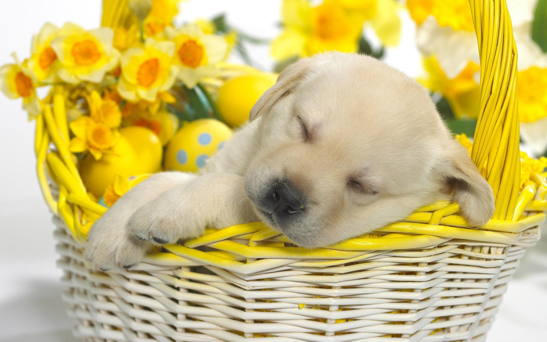 dream puppy flowers basket dogs puppies sleep