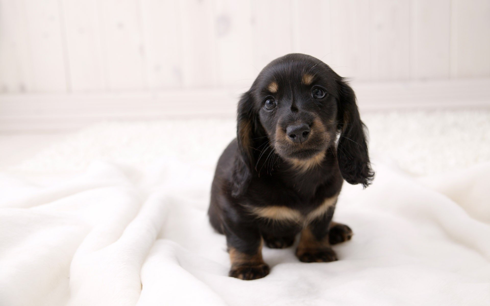 weißes handtuch welpe dunkel hunde blick