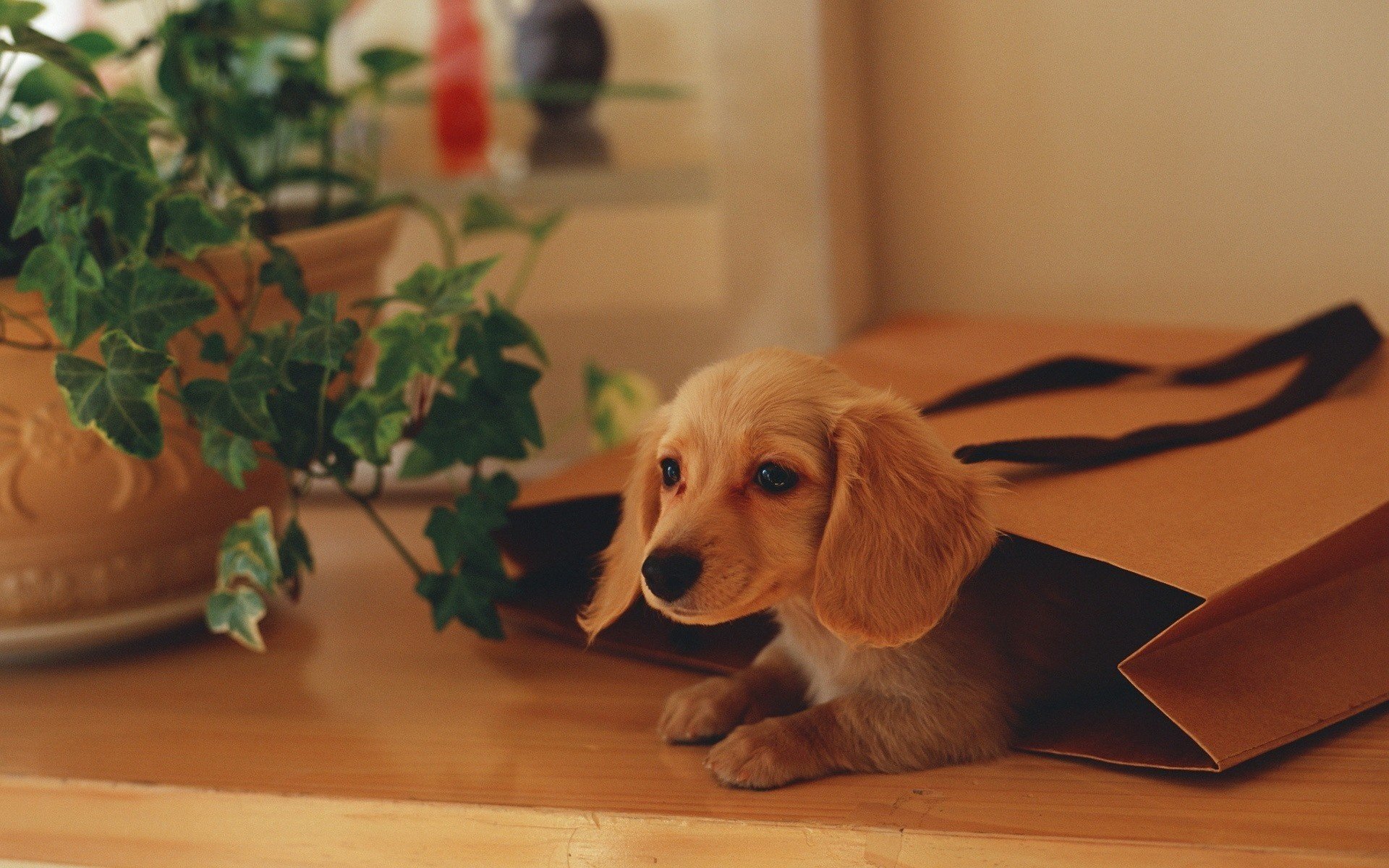 karton blumentopf welpe hunde blick efeu tisch geschenk