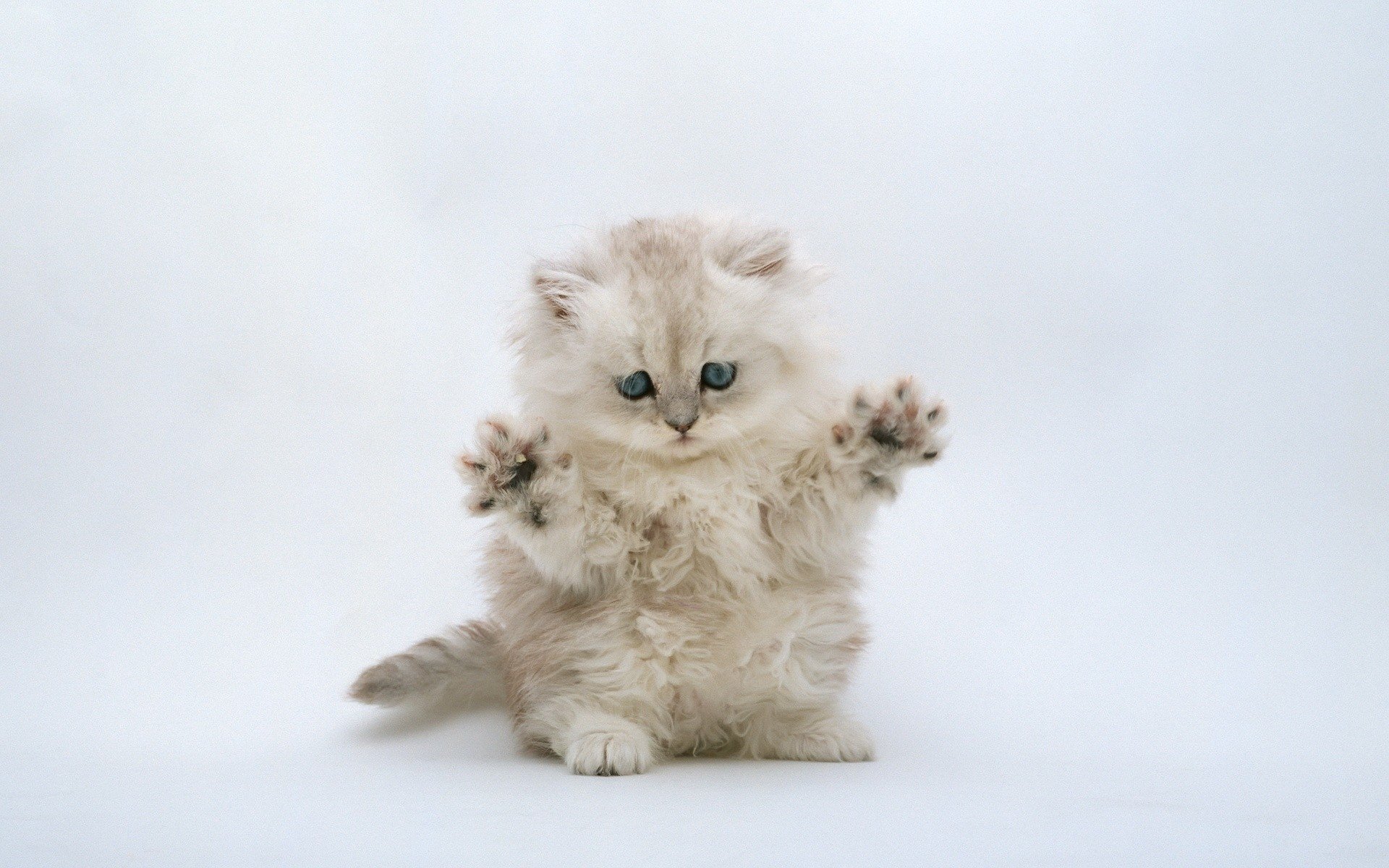 bébé moelleux yeux bleus chaton animaux vue fond blanc pattes félin yeux hirsute