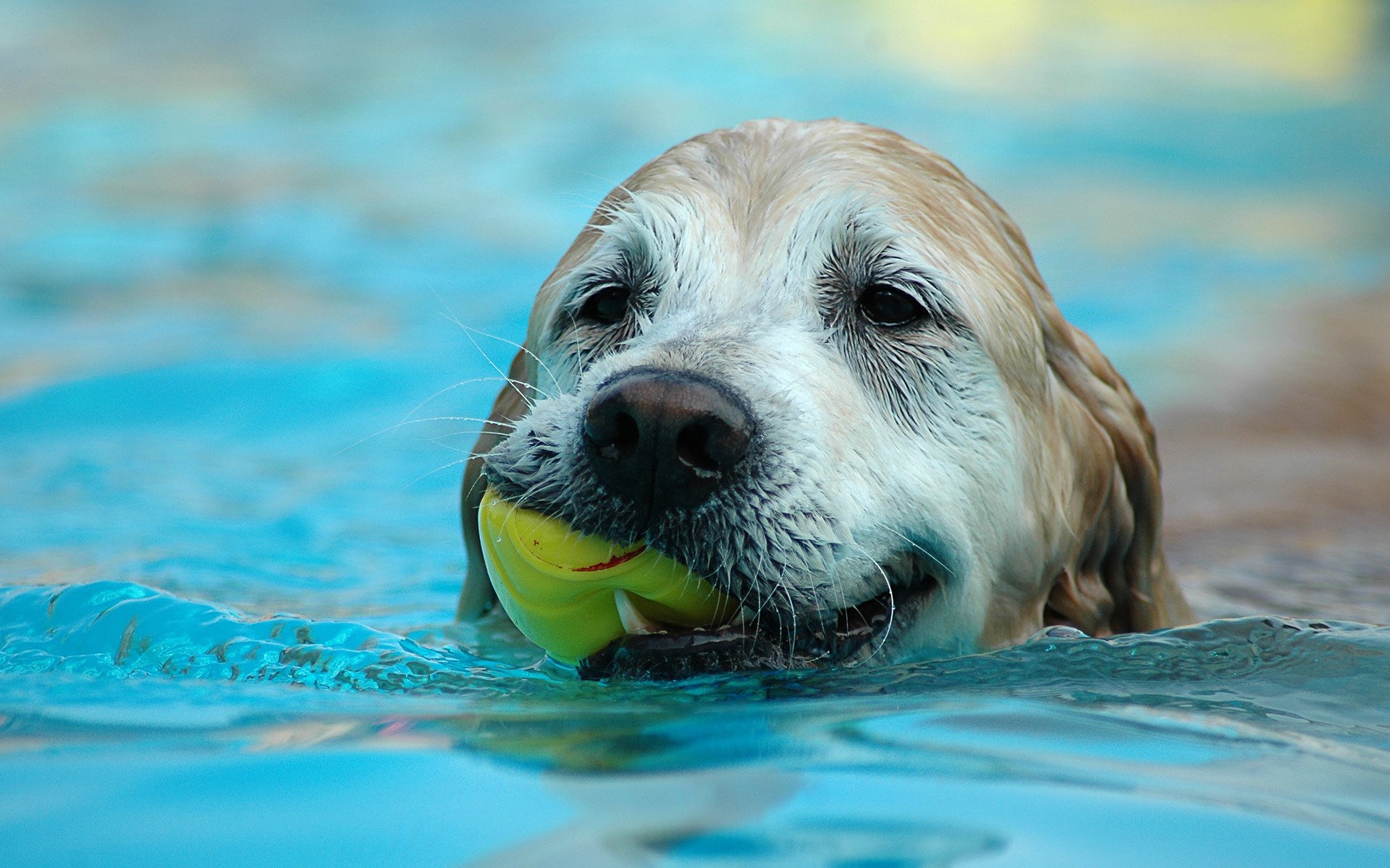 balle dans la bouche traitements de l eau chien chiens