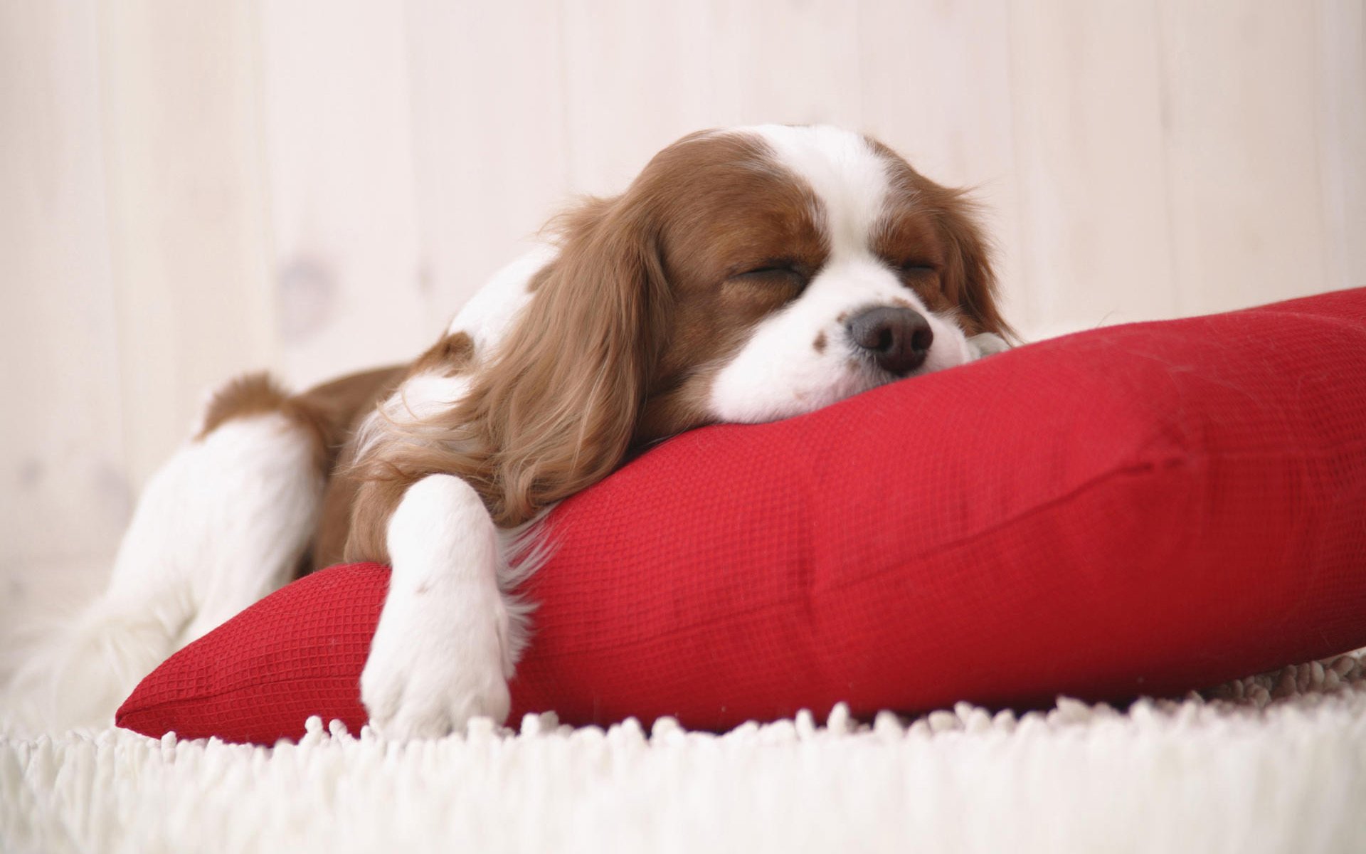 tappeto soffice cuscino rosso cane caduto a pezzi cani cuccioli sonno