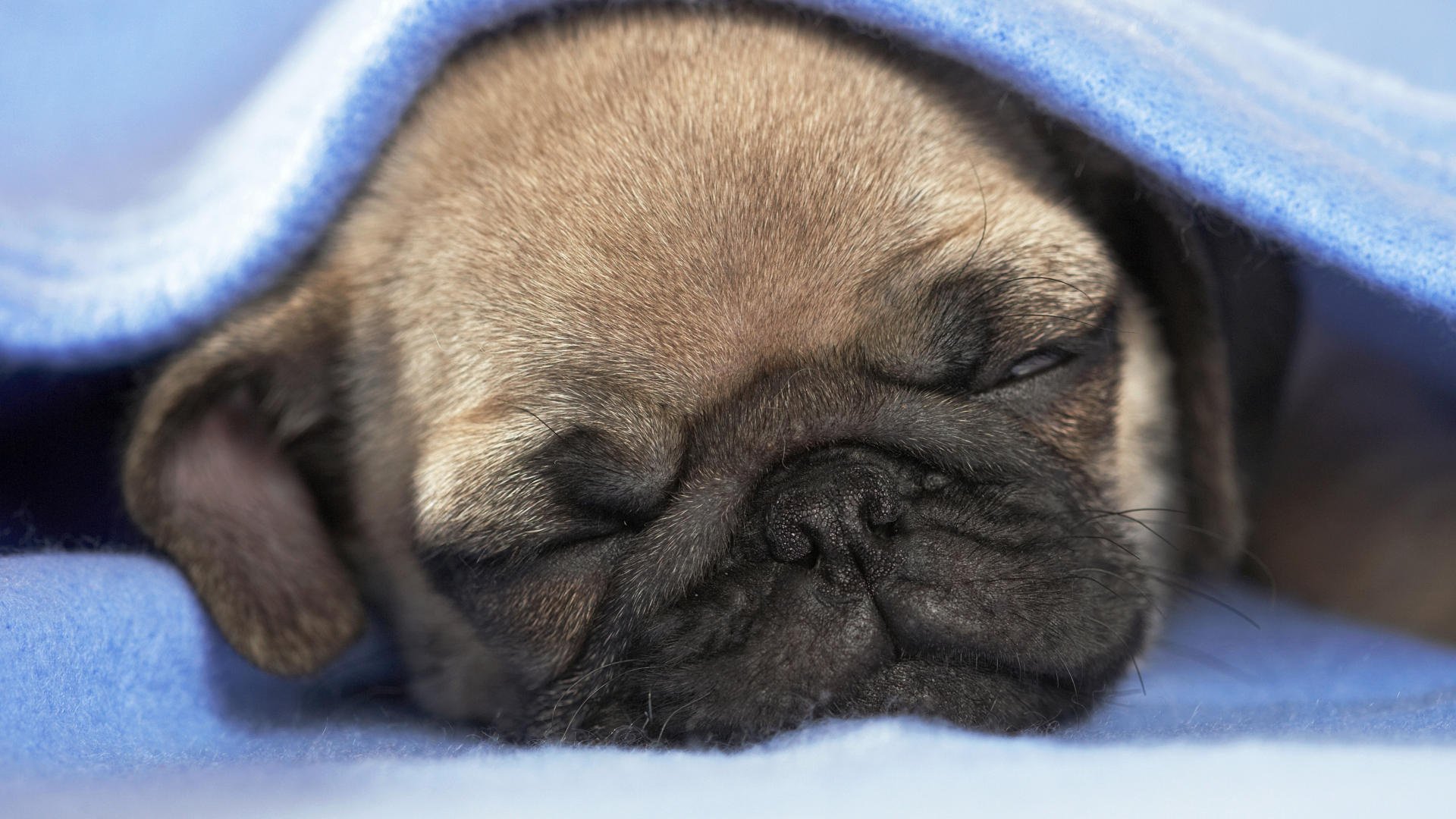 cansado lindo cachorro sueño perros