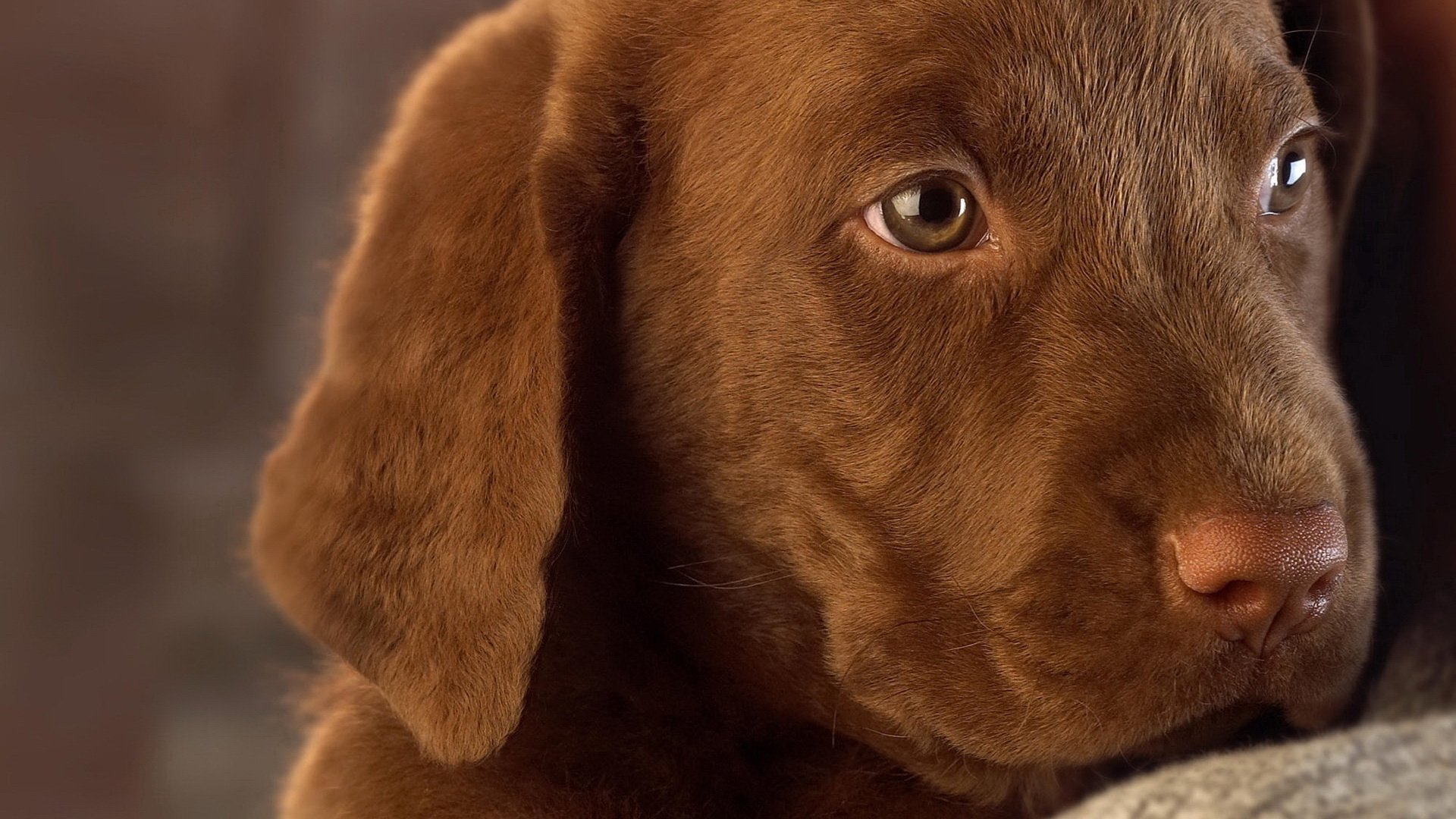 chiot beige tristesse patte chiens chiots vue