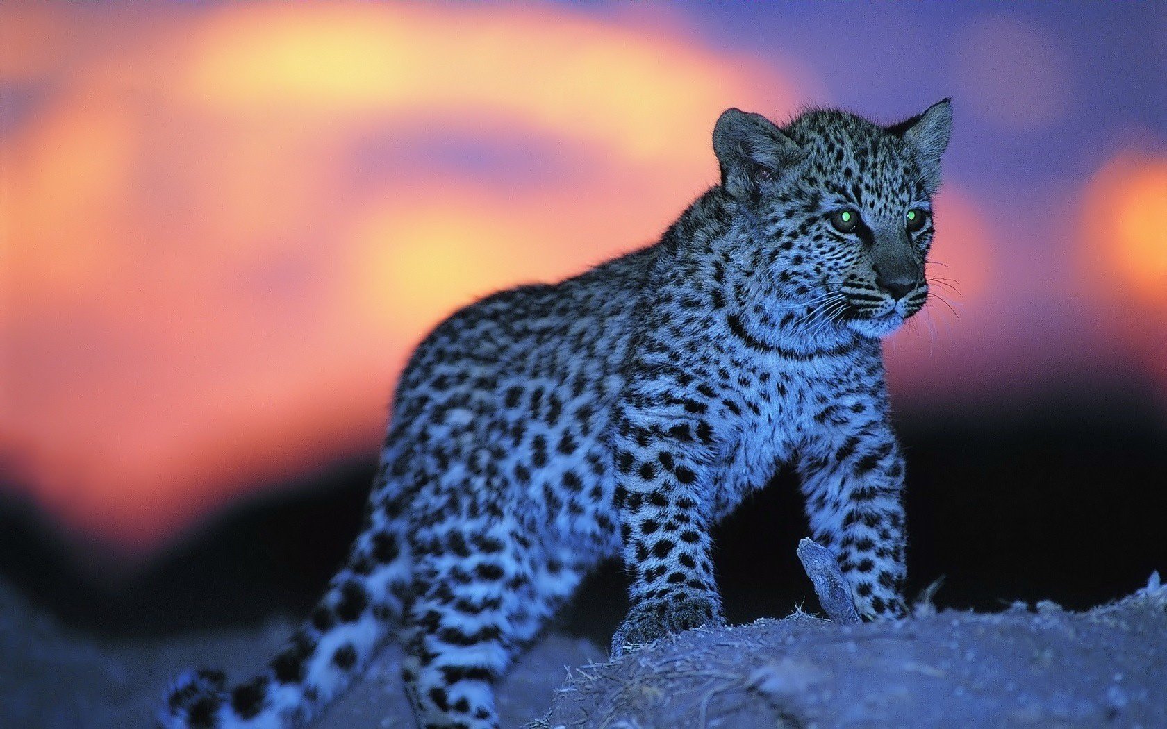 ojos brillantes puesta de sol niño manchado animales depredadores vista gato ojos